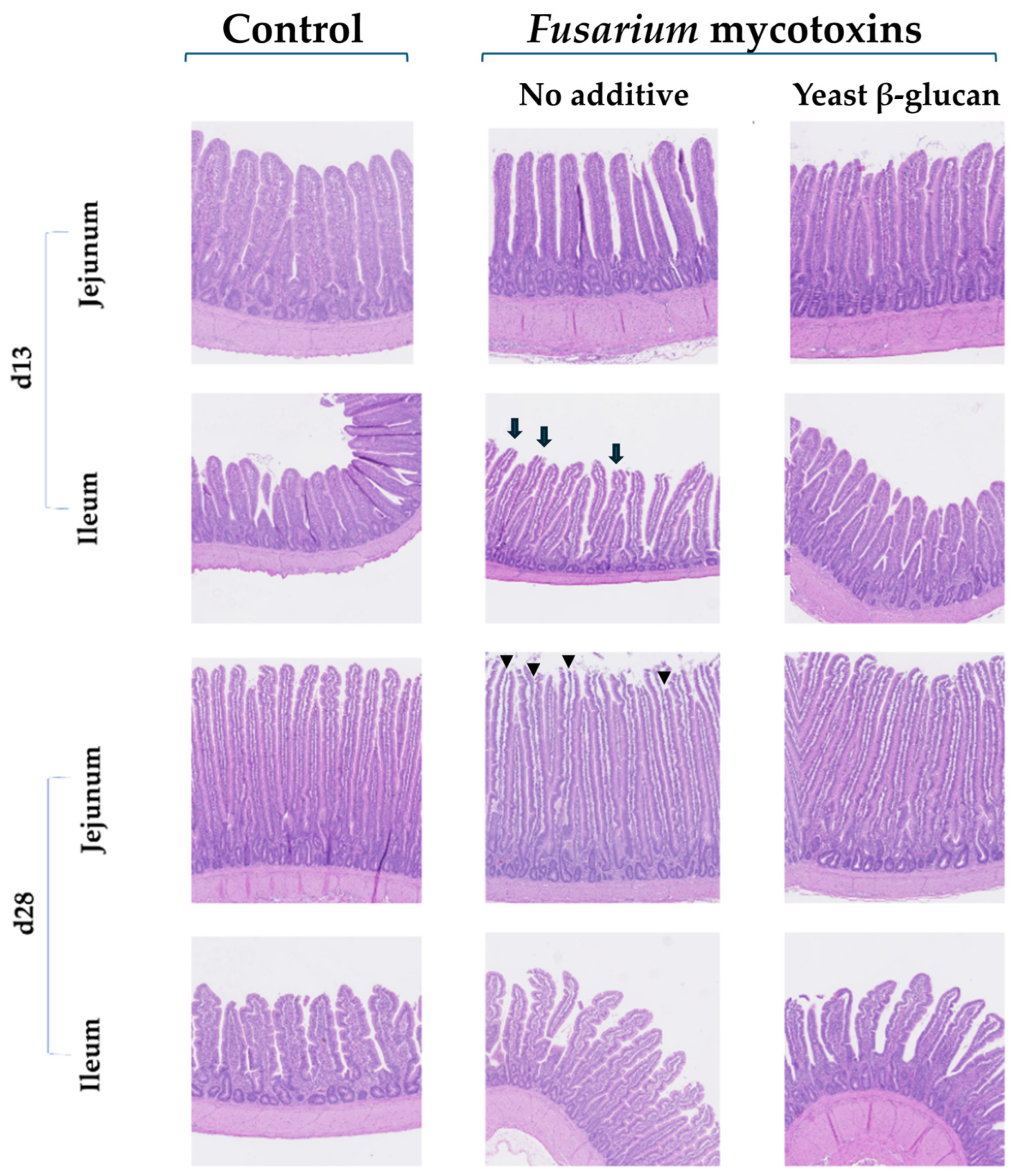 Toxins 17 00051 g001
