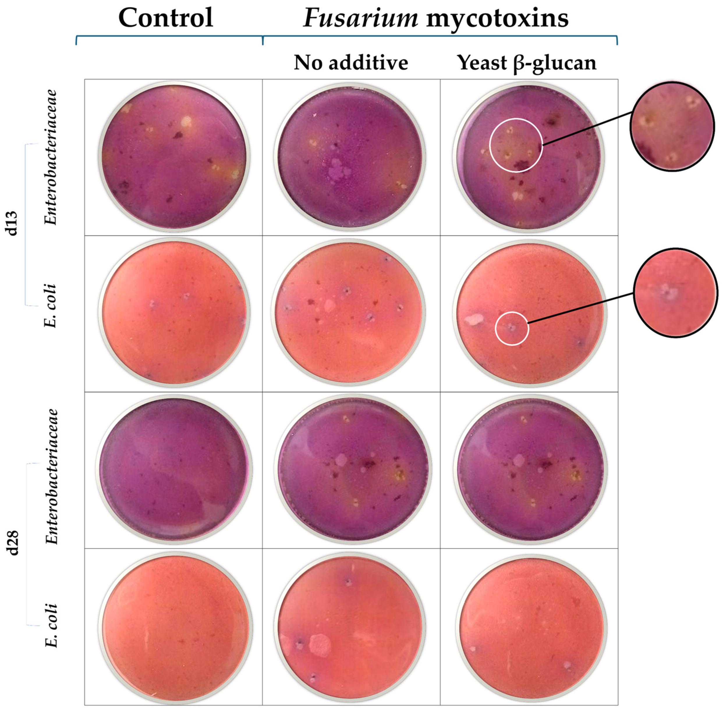 Toxins 17 00051 g003