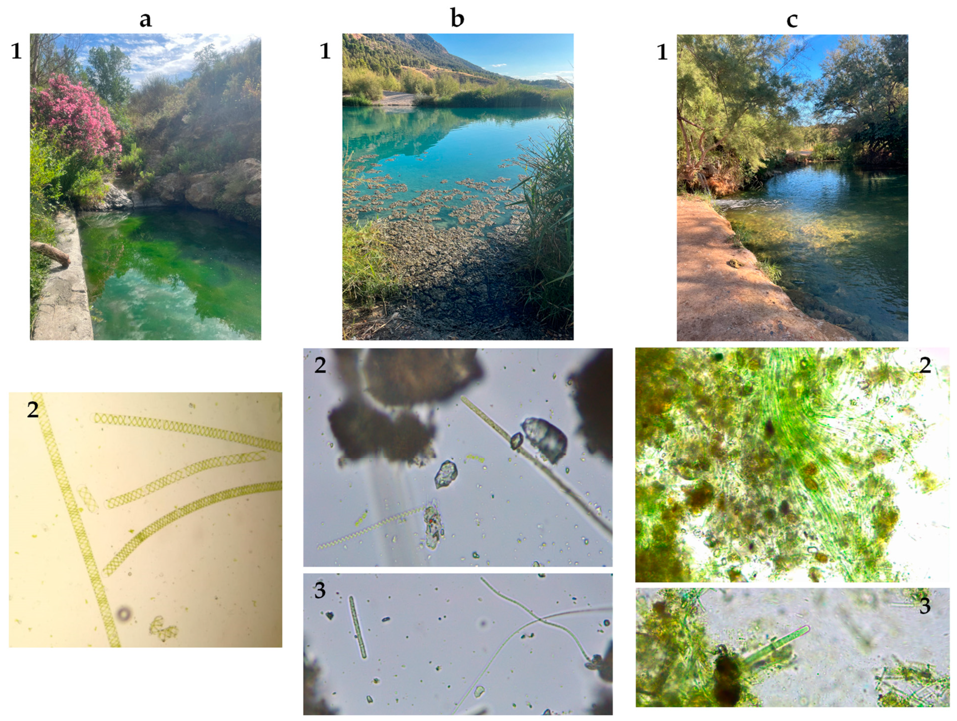 Toxins 17 00063 g007