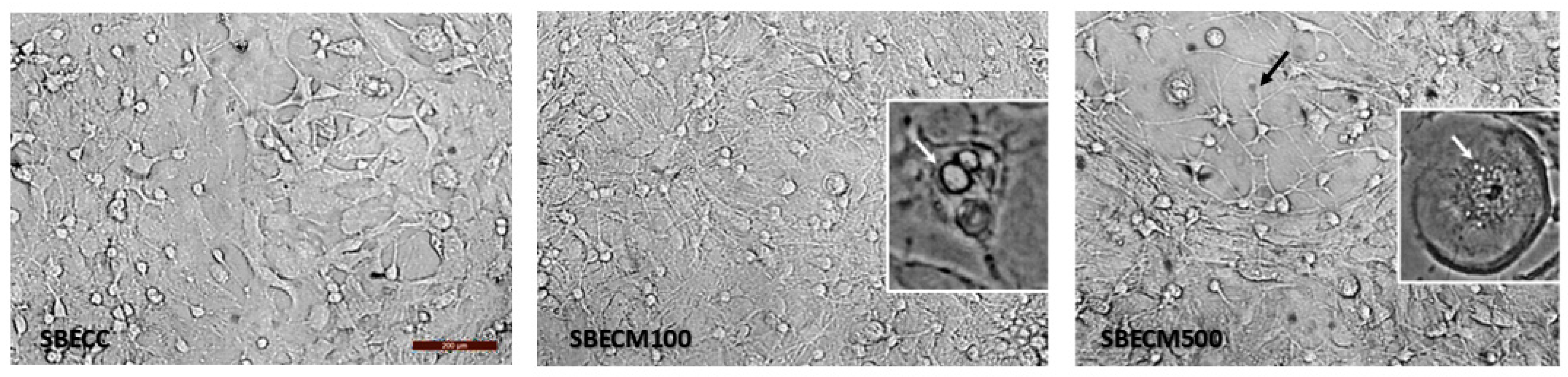 Toxins 17 00065 g004