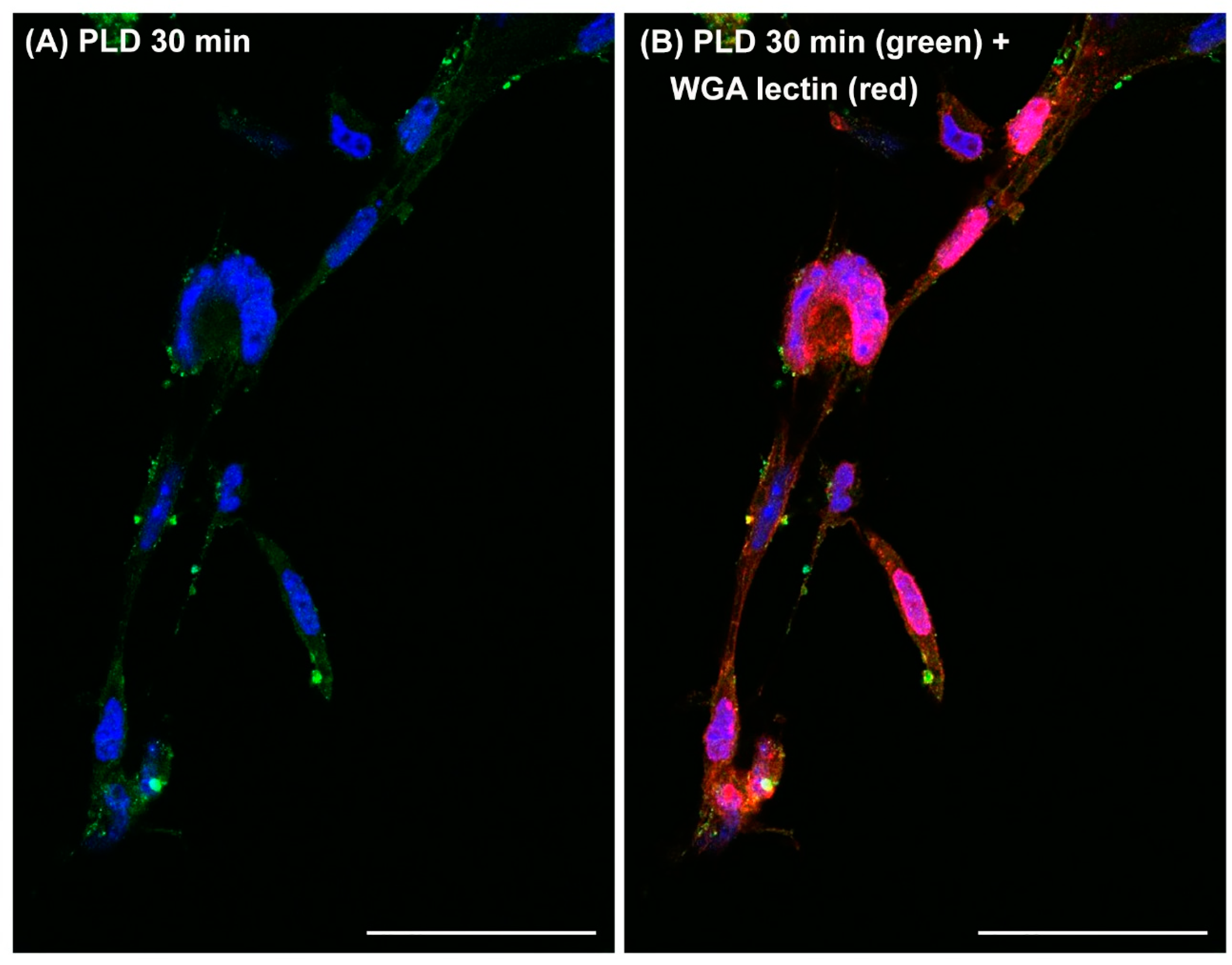 Toxins 17 00070 g004