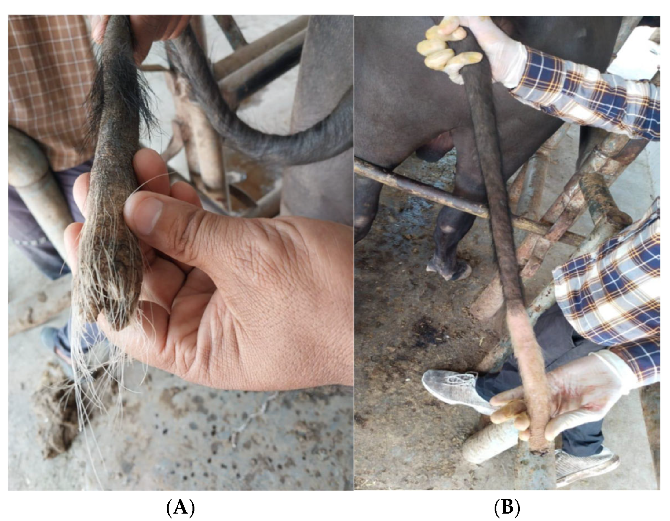 Toxins 17 00097 g004