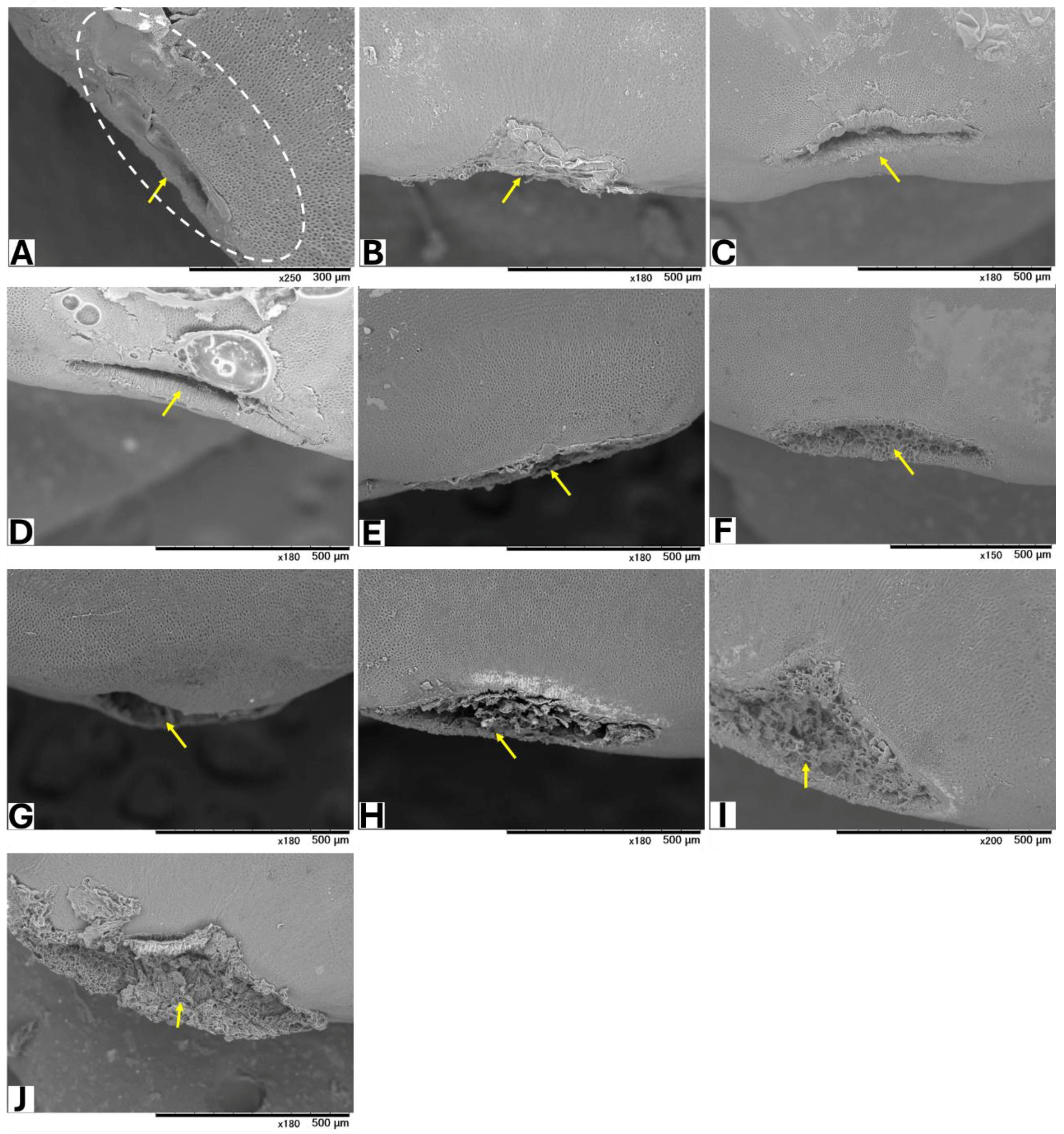 Toxins 17 00113 g001