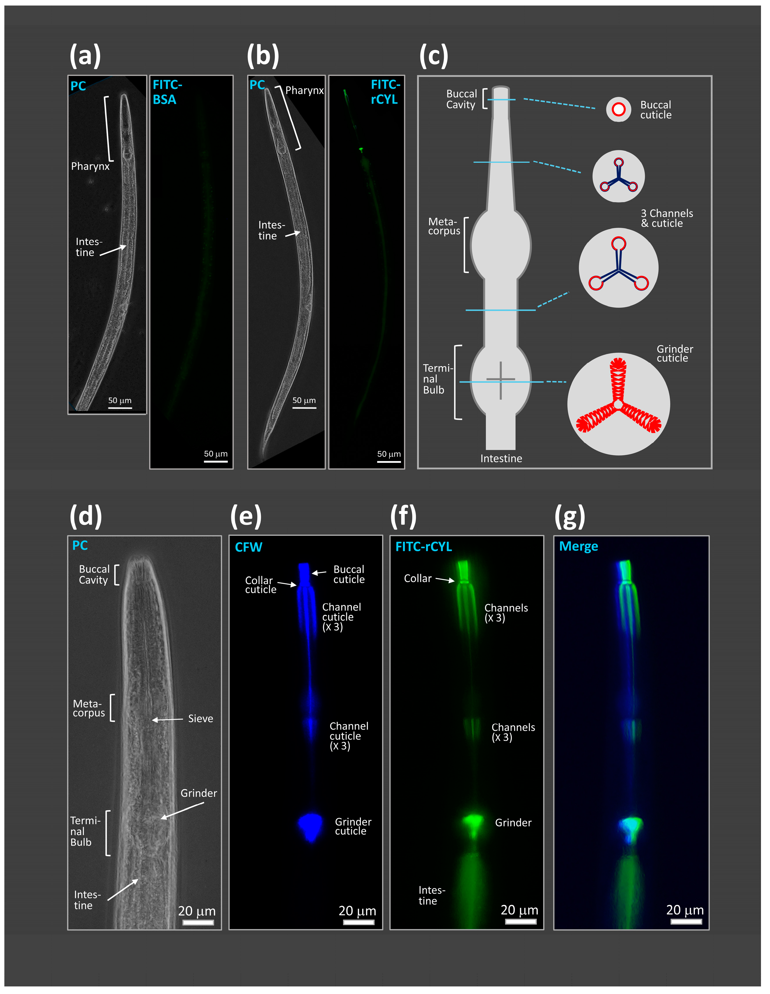 Toxins 17 00118 g003