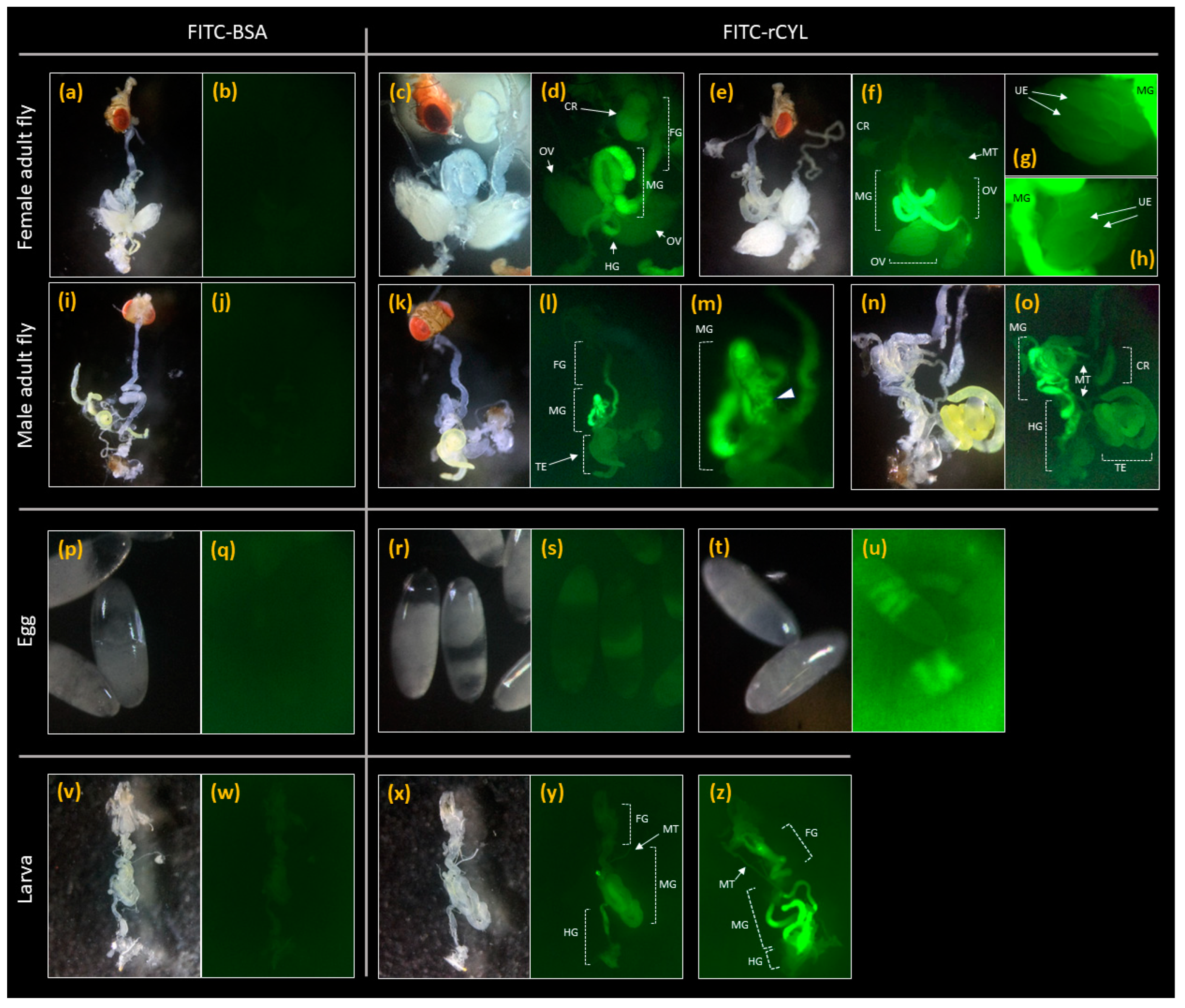 Toxins 17 00118 g004