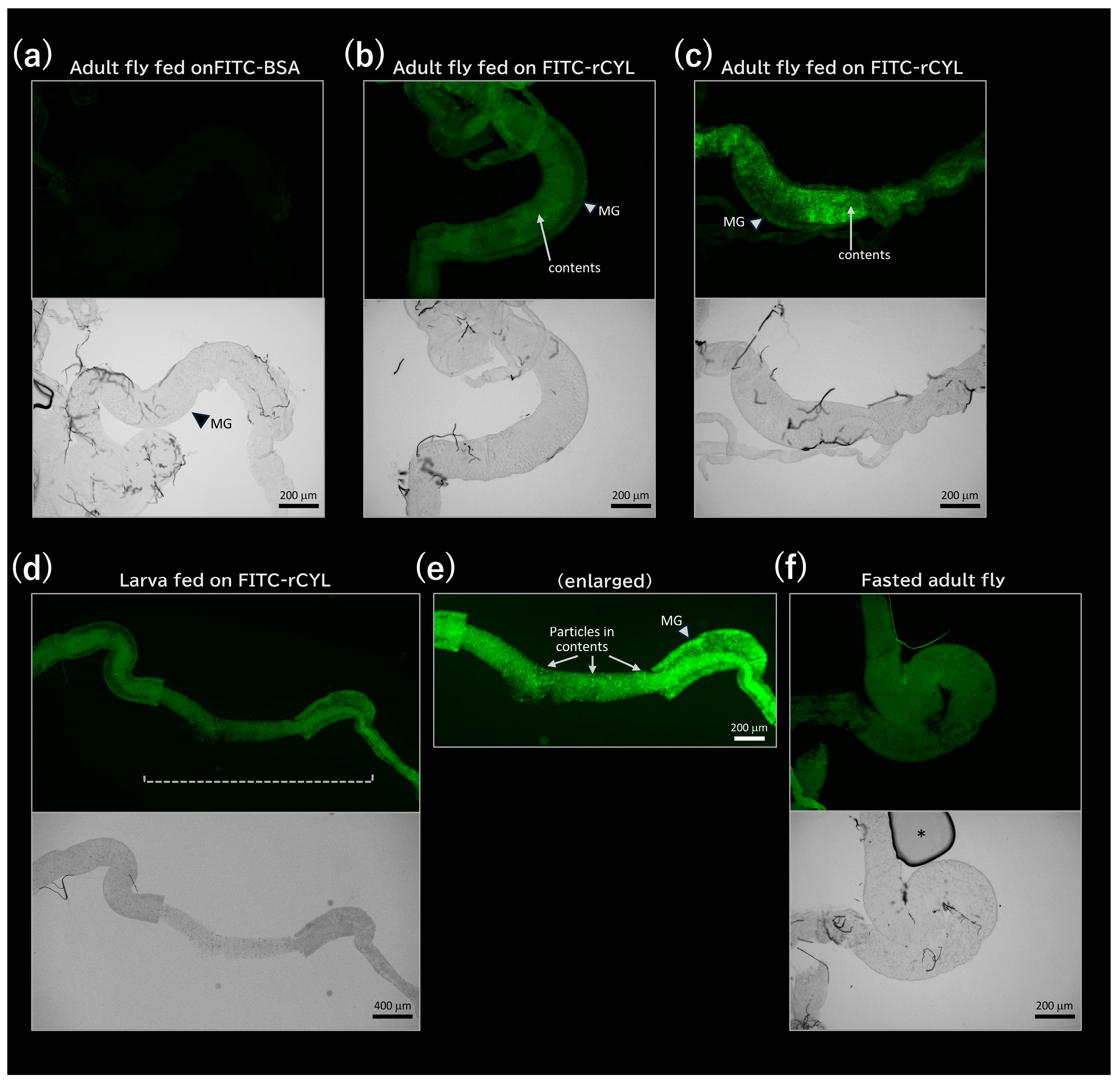 Toxins 17 00118 g005