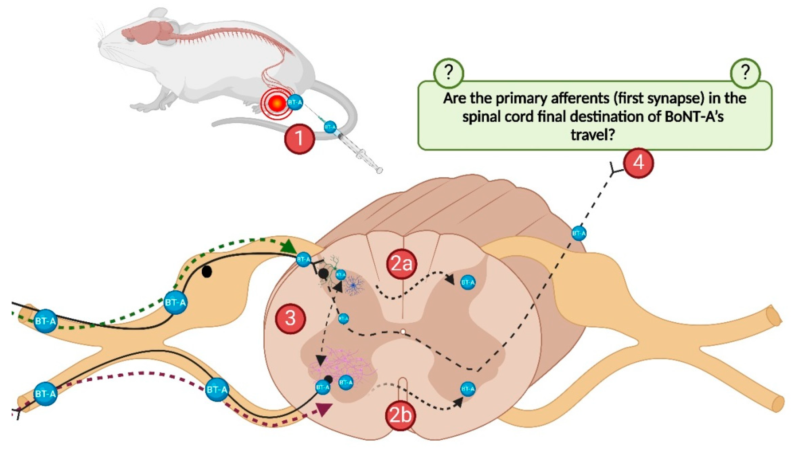 Toxins 17 00140 g003