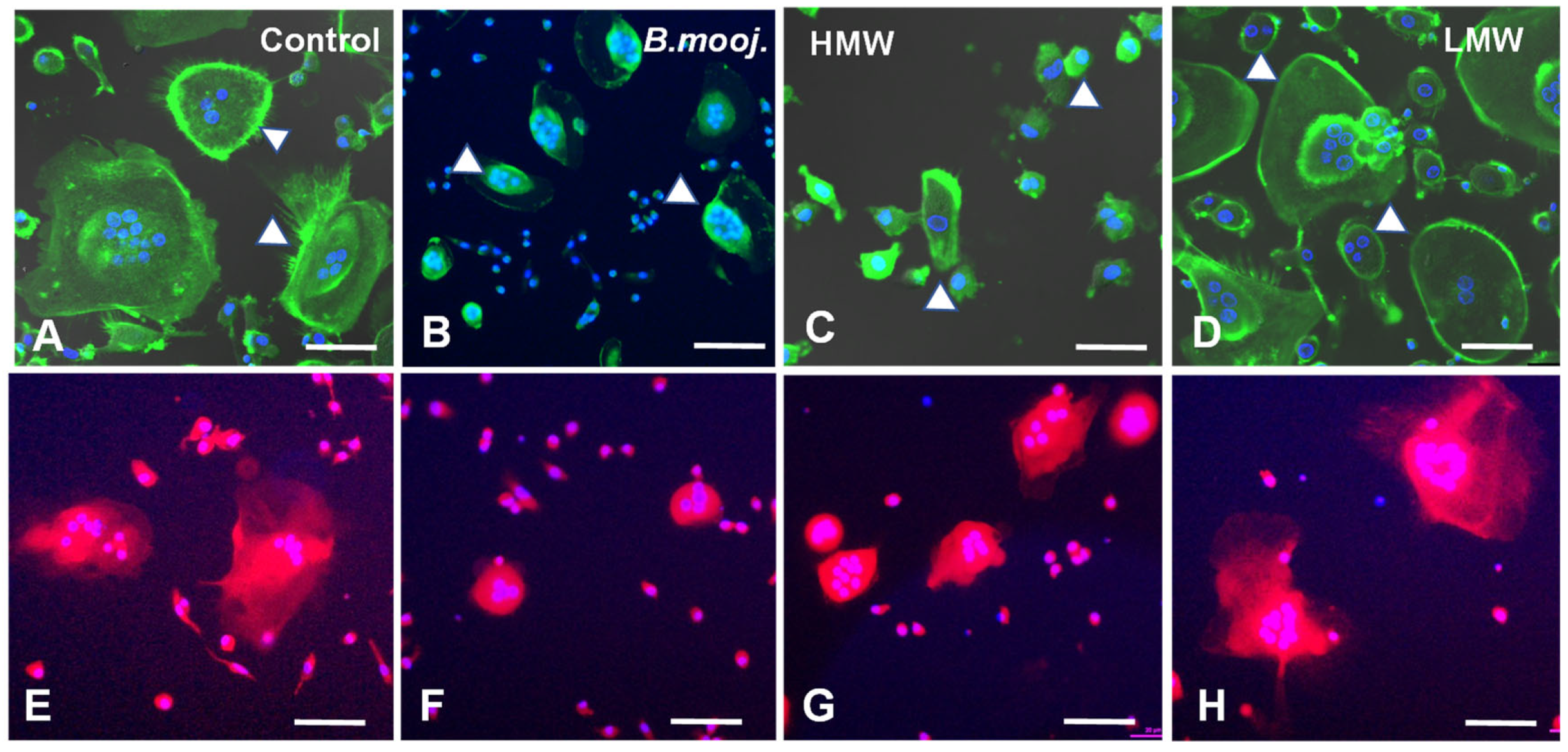 Toxins 17 00141 g001 Toxins 17 00141 g001
