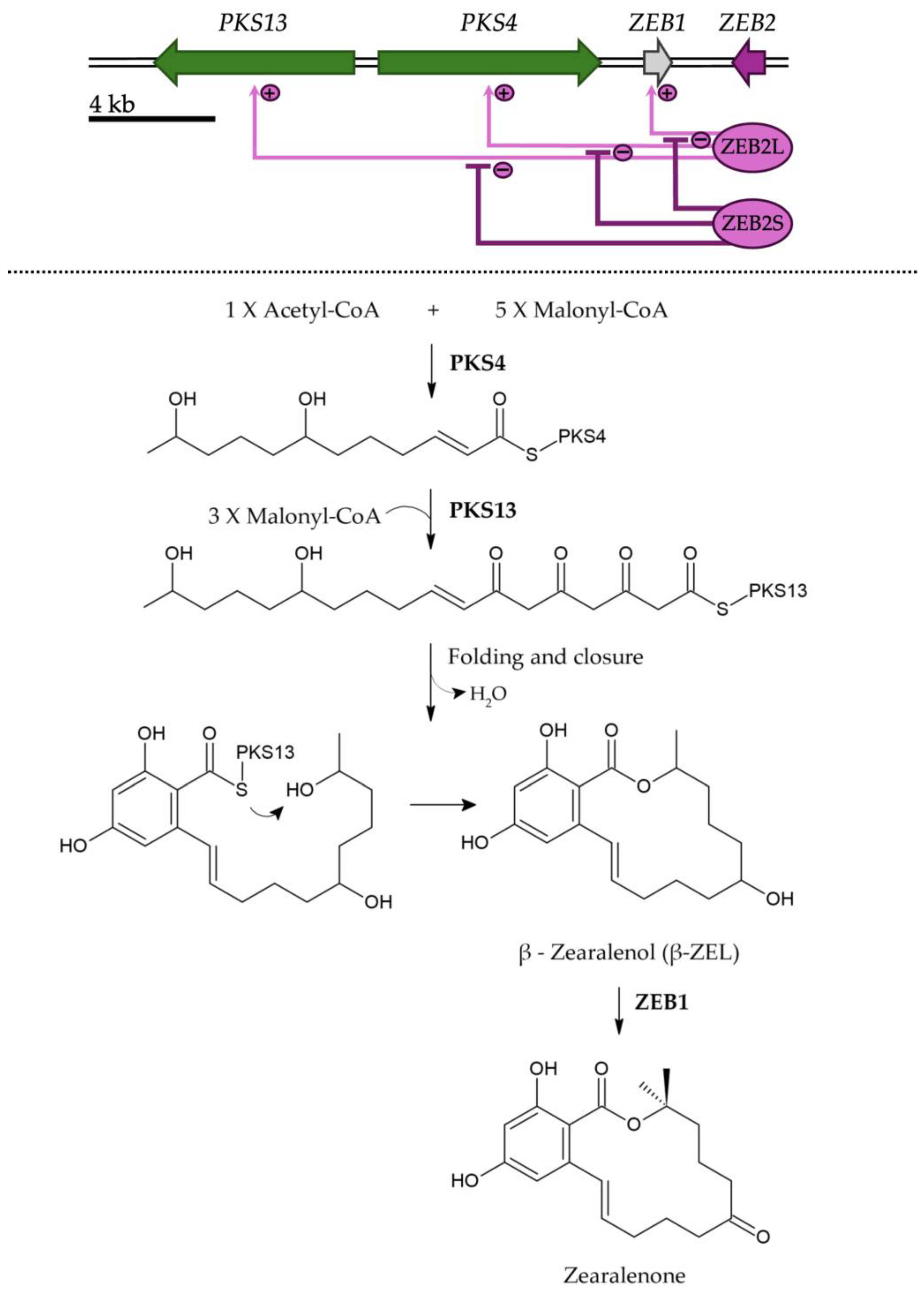 Toxins 17 00226 g003