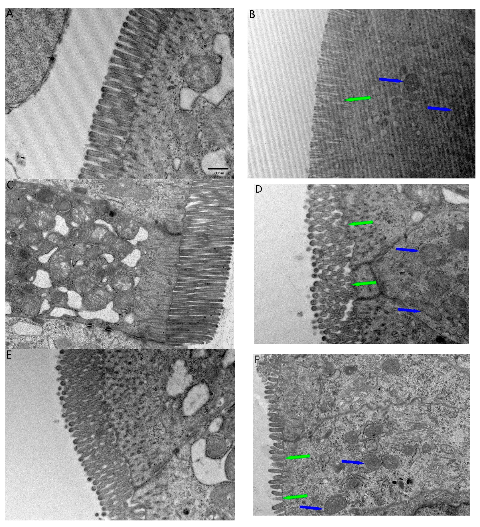 Toxins 17 00239 g002