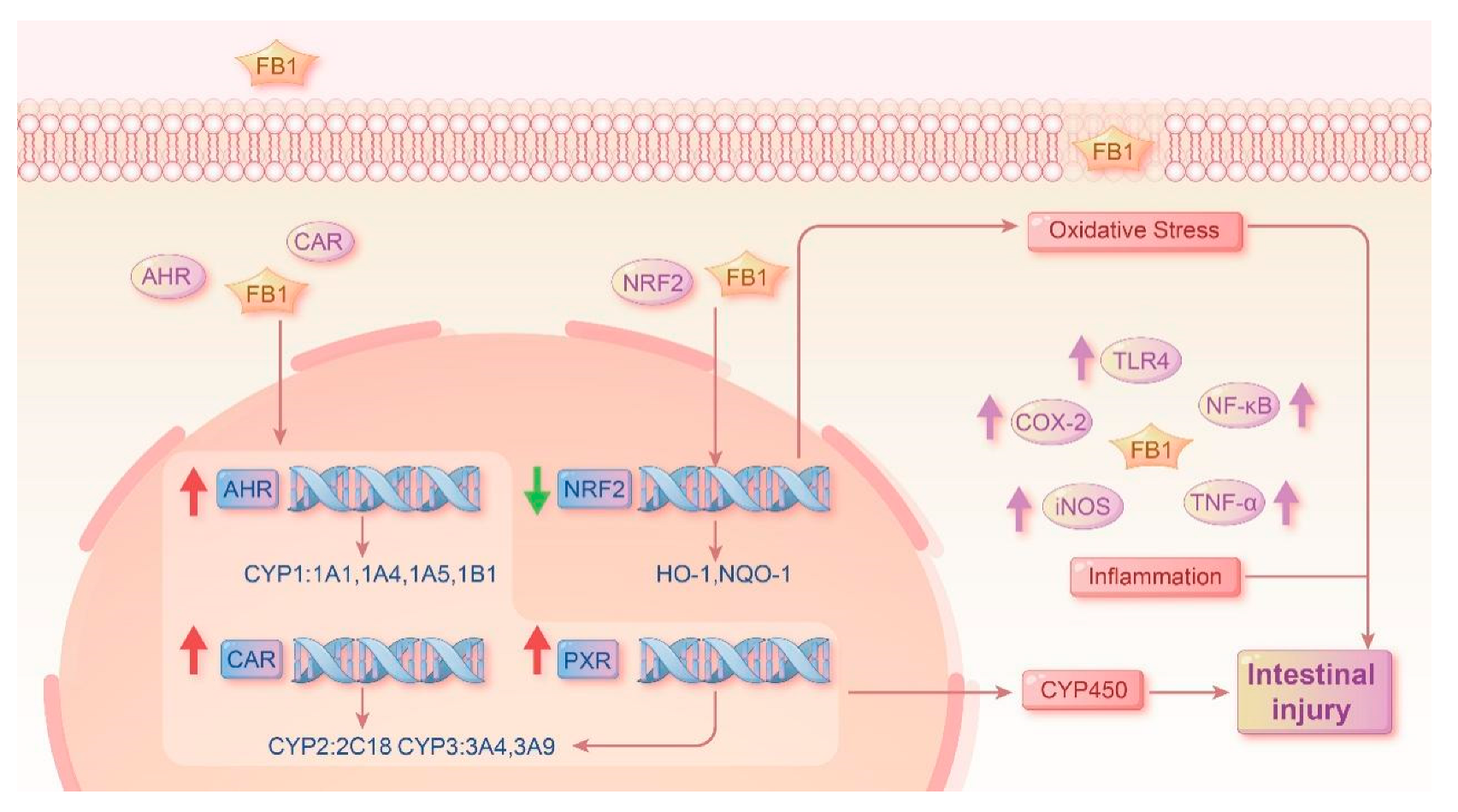 Toxins 17 00239 g007