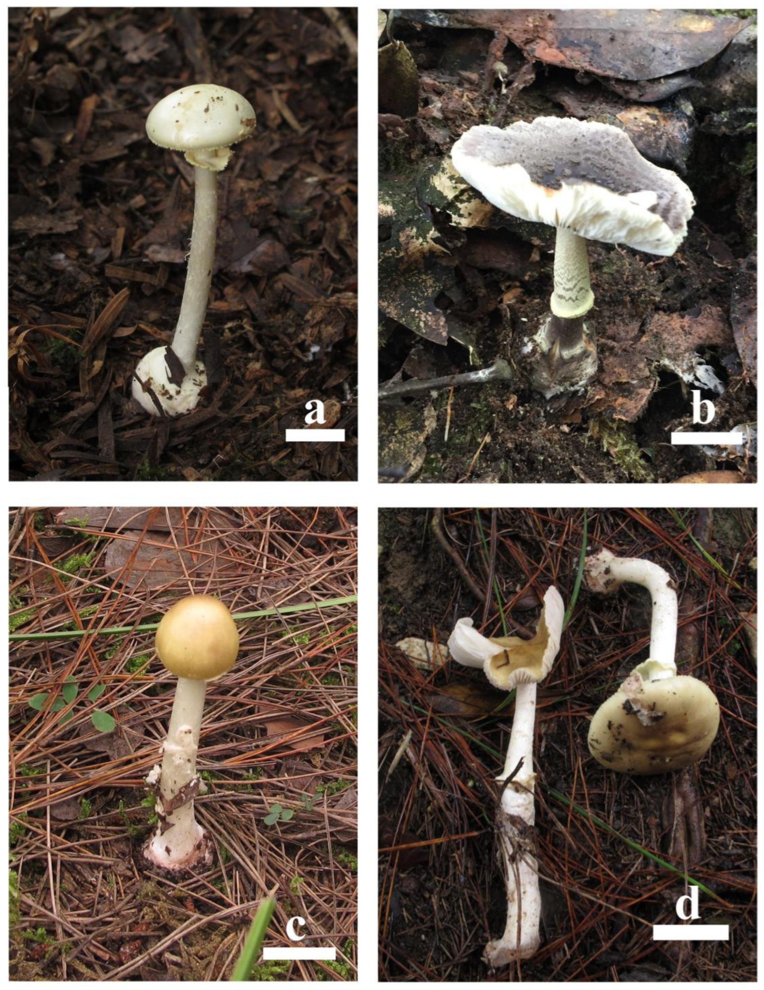 Toxins 17 00247 g001 Toxins 17 00247 g001