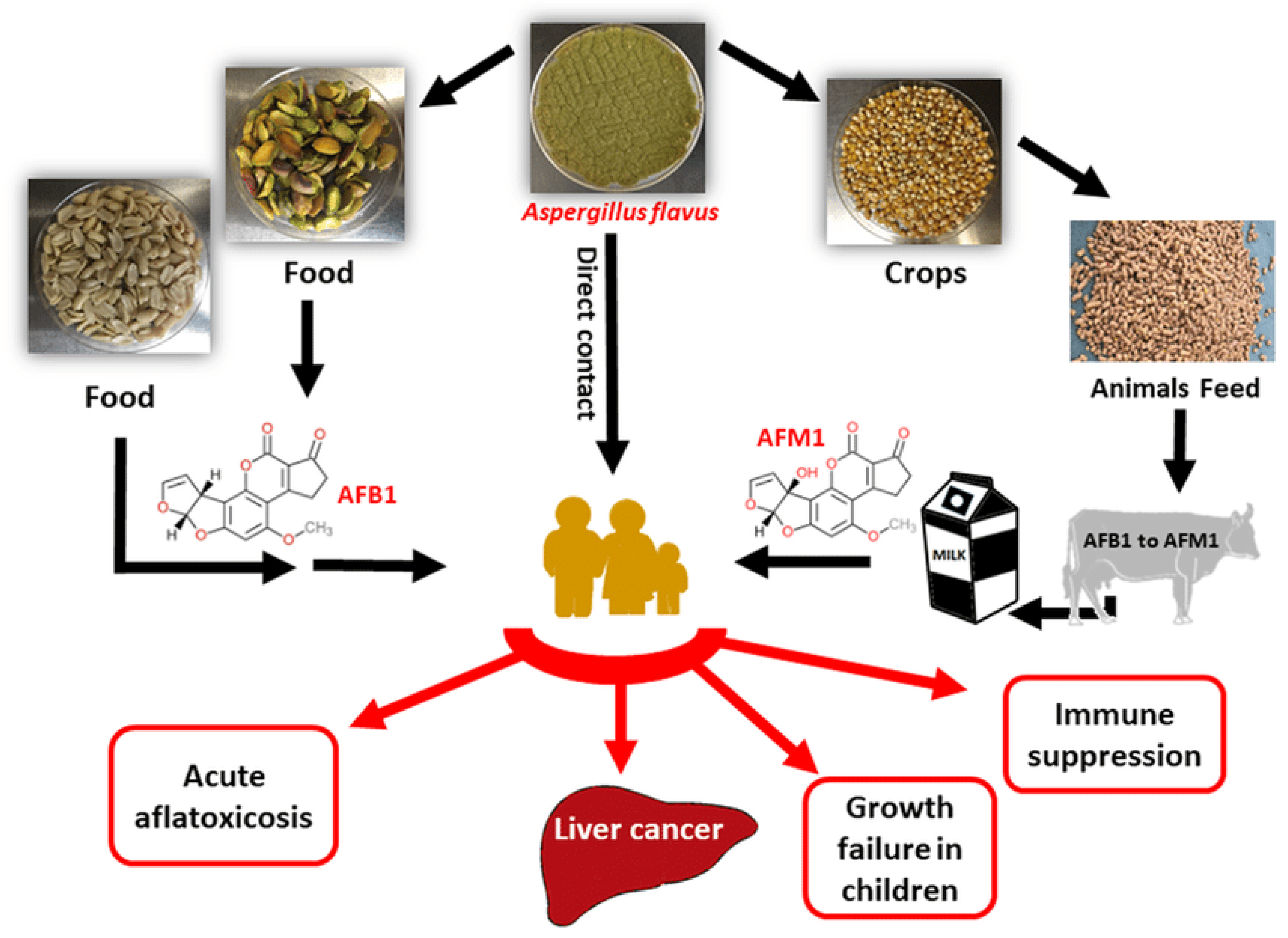 Toxins 17 00331 g006
