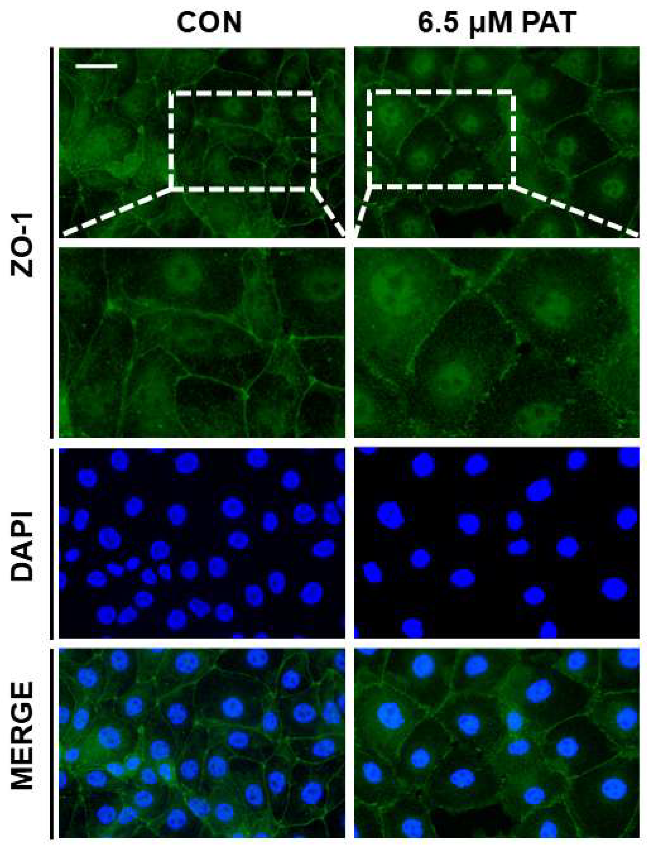 Toxins 17 00337 g004