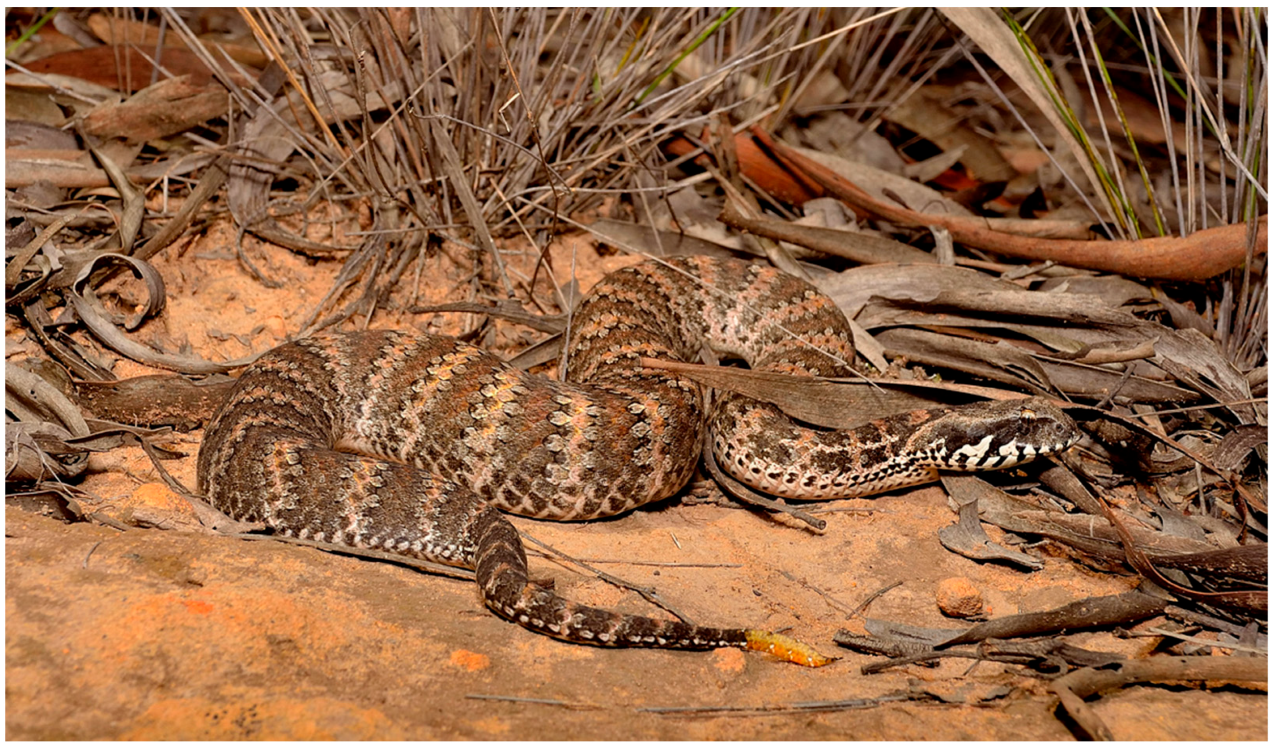 Toxins 17 00352 g001 Toxins 17 00352 g001