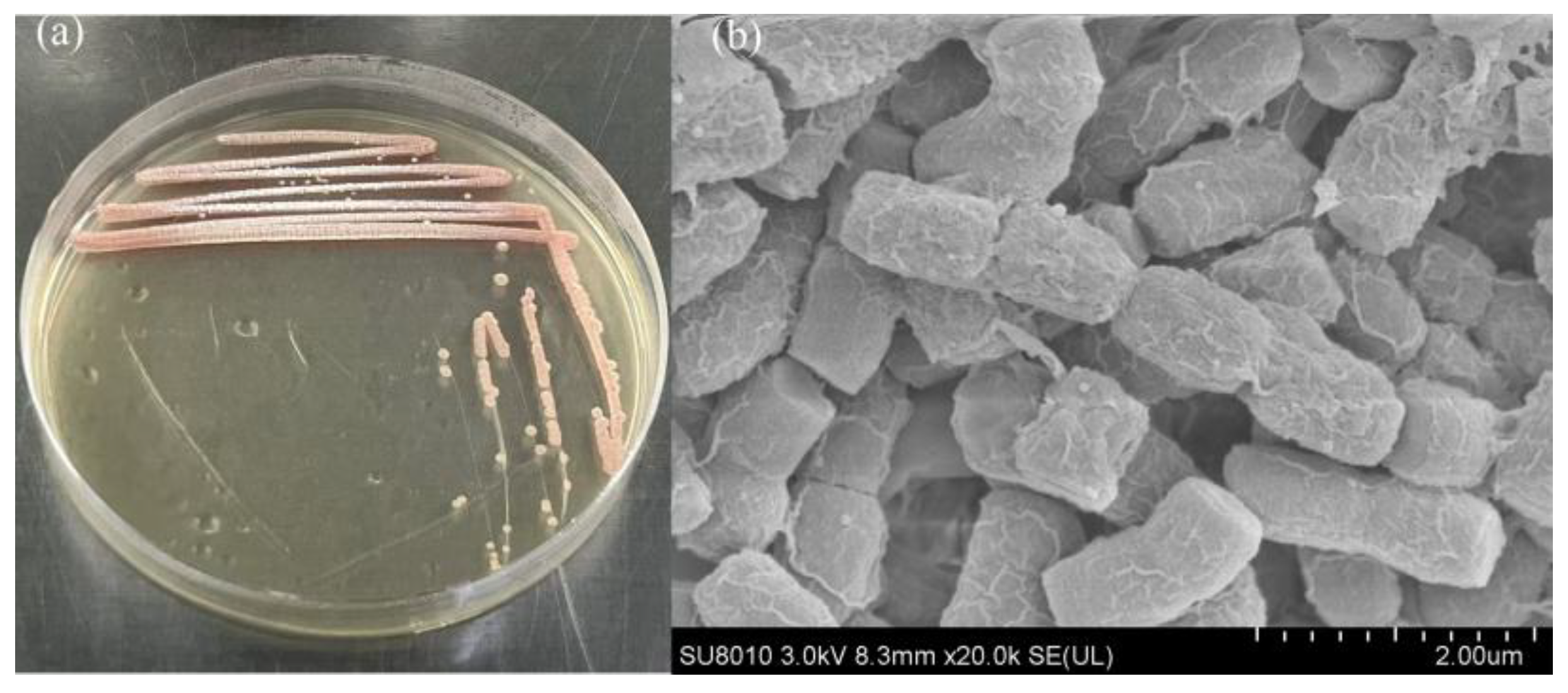 Toxins 17 00354 g001
