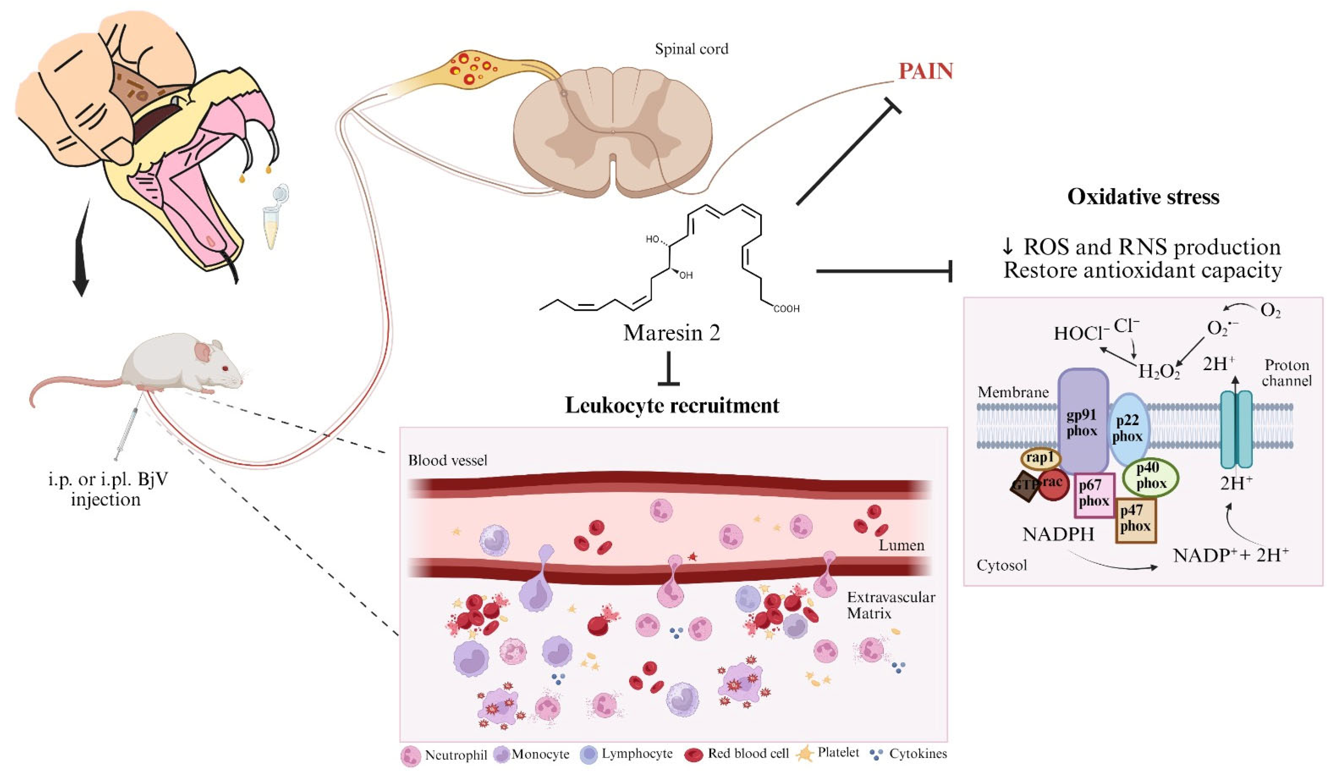 Toxins 17 00367 g011