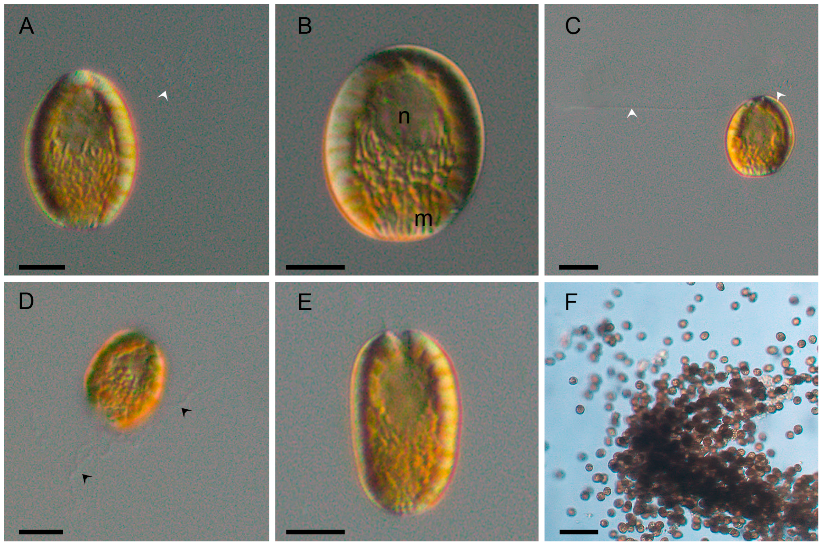 Toxins 17 00386 g002