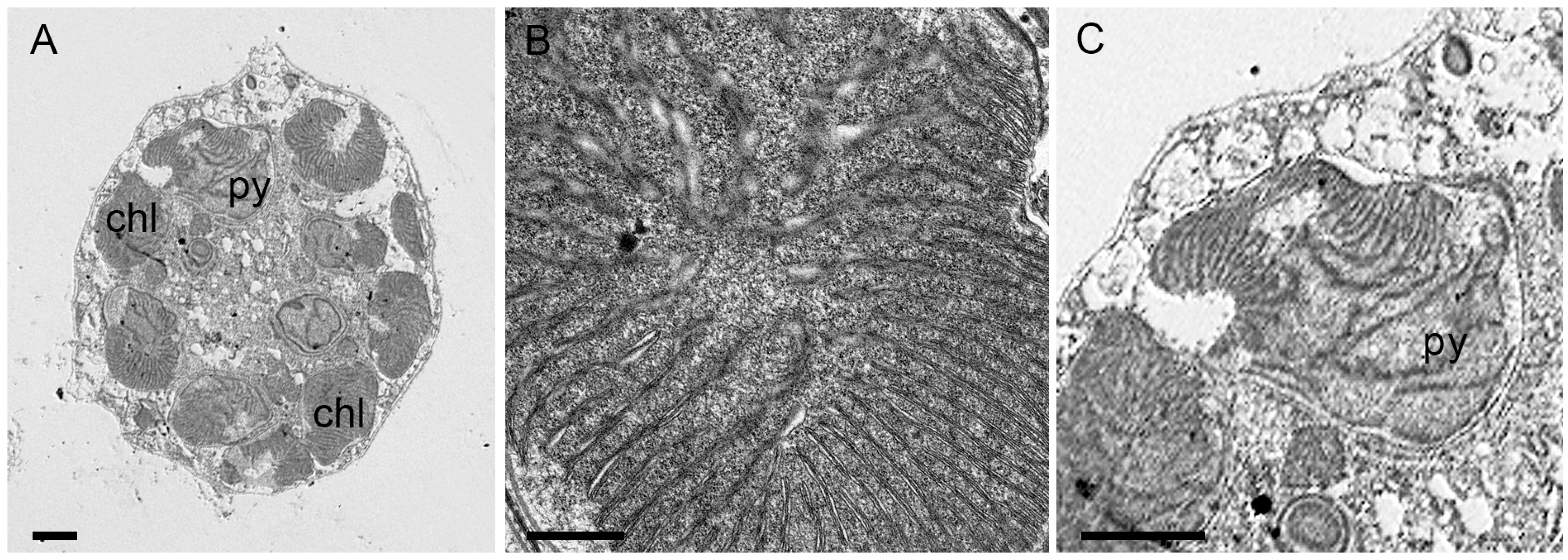 Toxins 17 00386 g003