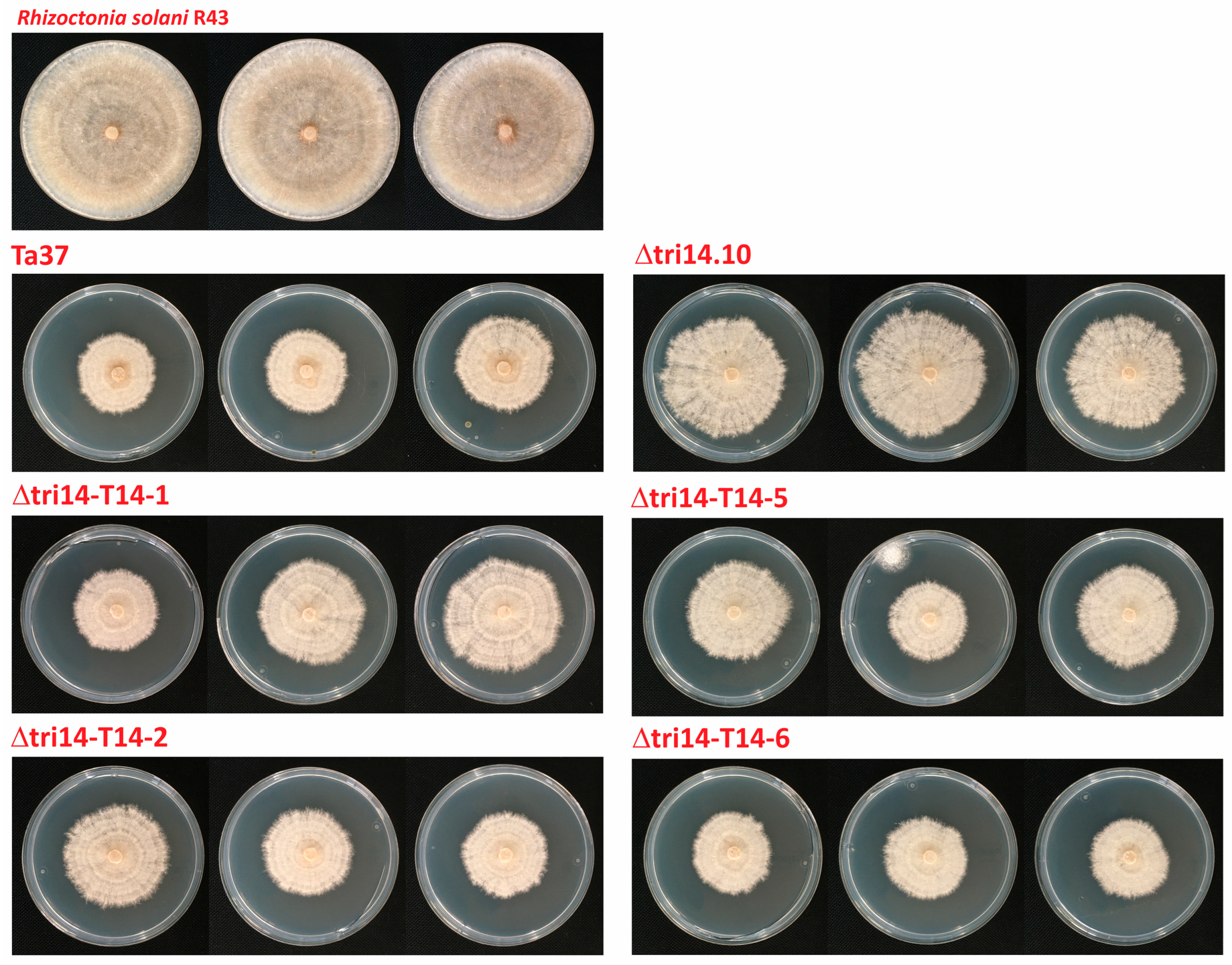 Toxins 17 00427 g005