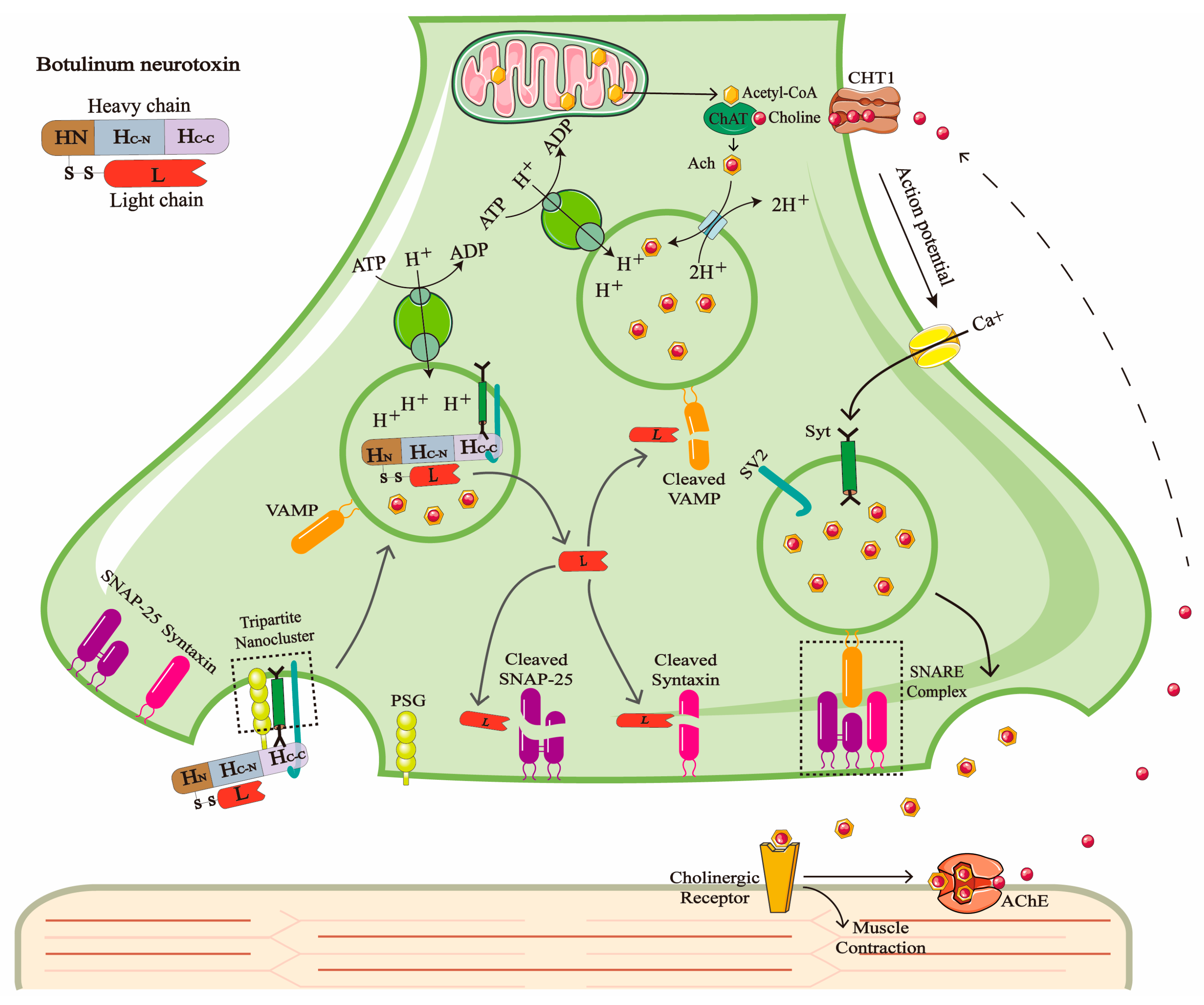 Toxins 17 00453 g001
