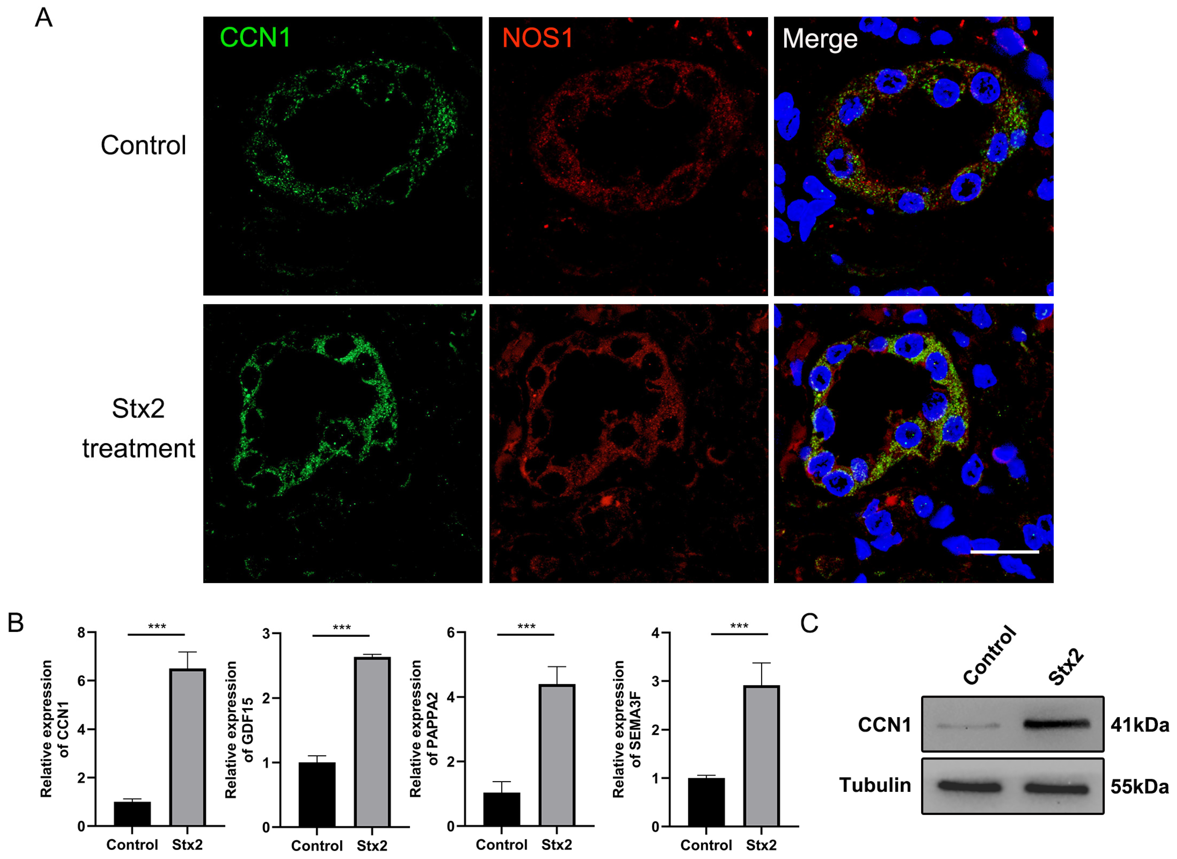 Toxins 17 00470 g003