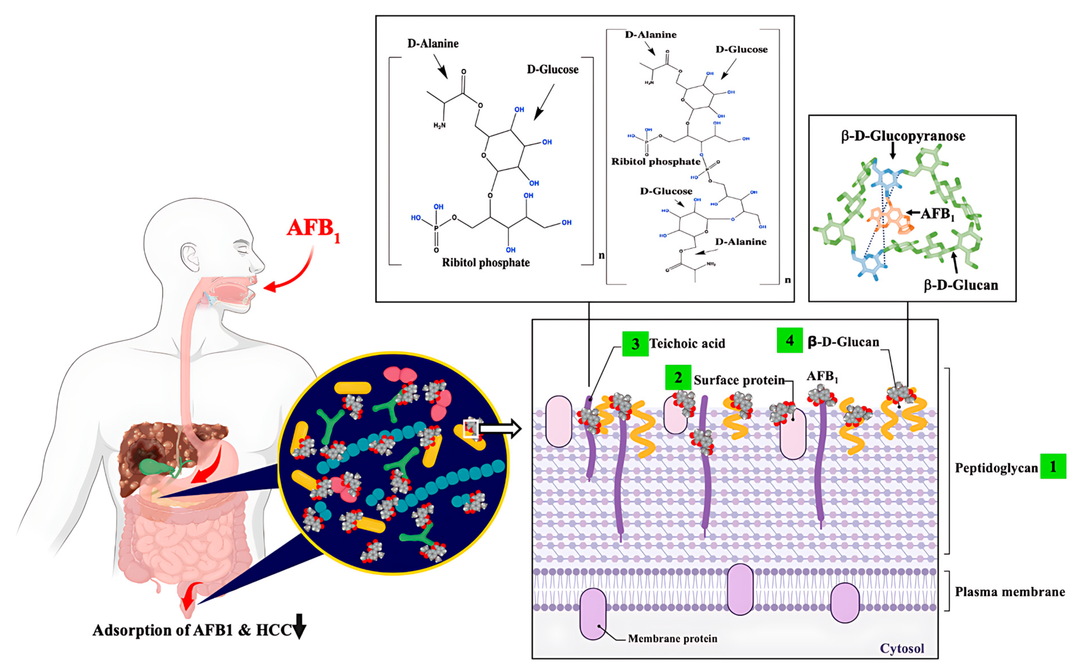 Toxins 17 00482 g002