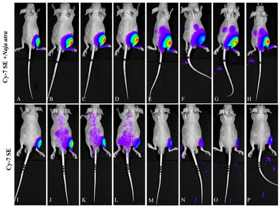 Toxins 17 00559 g007
