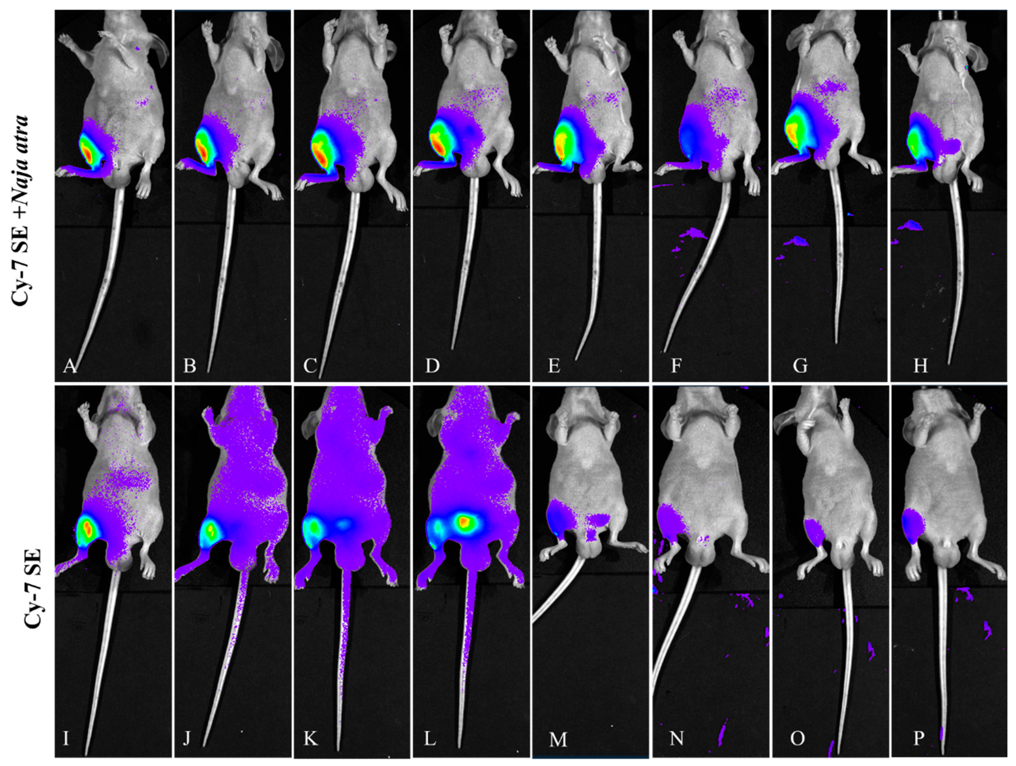 Toxins 17 00559 g008 Toxins 17 00559 g008