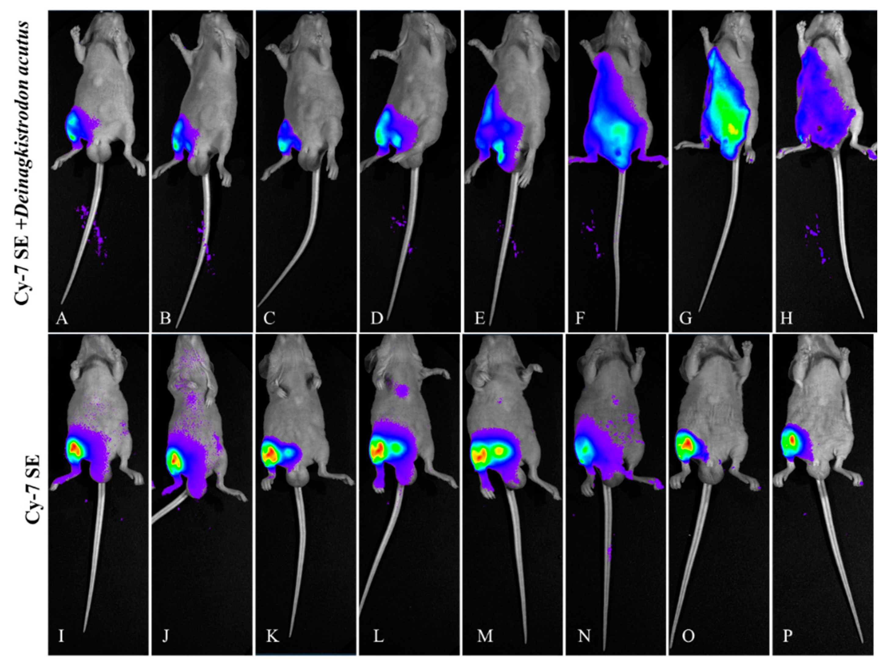 Toxins 17 00559 g012 Toxins 17 00559 g012