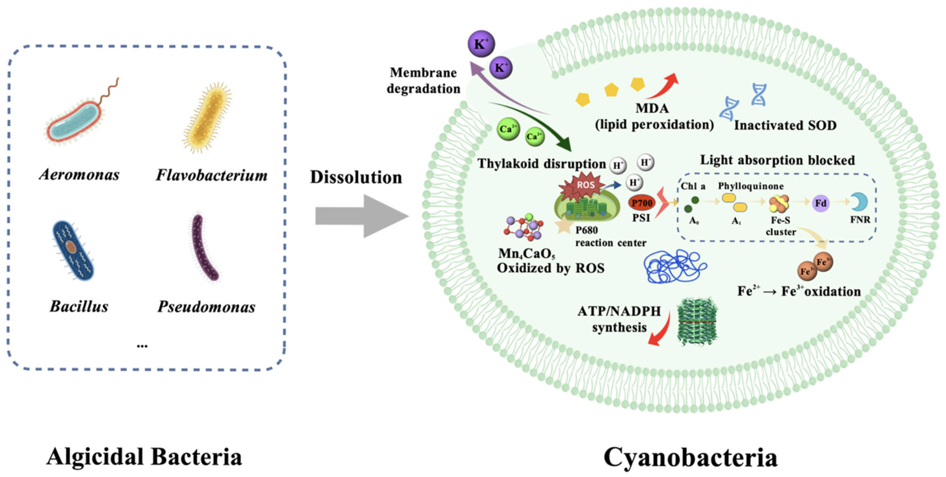 Toxins 17 00604 g001