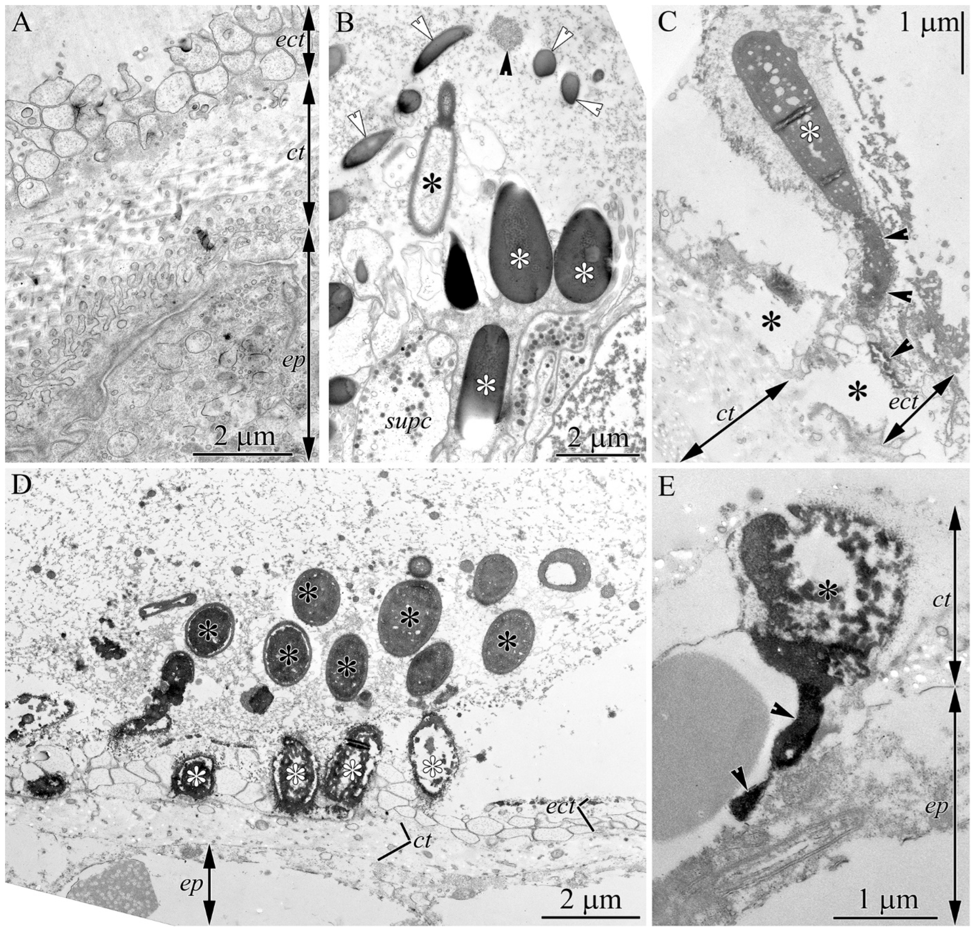 Toxins 18 00017 g003