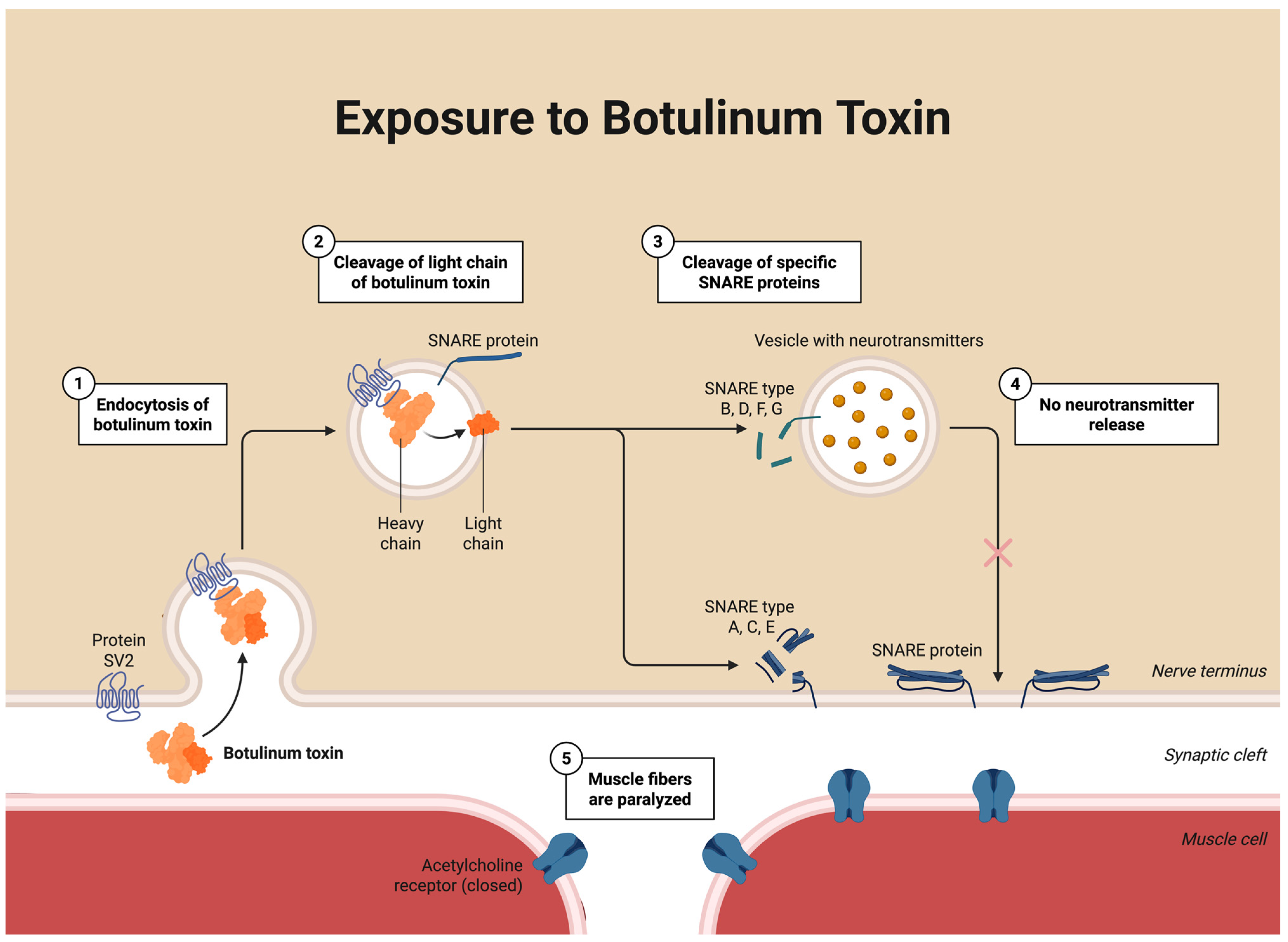 Toxins 18 00028 g003