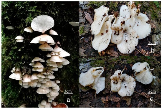 Toxins 18 00040 g002