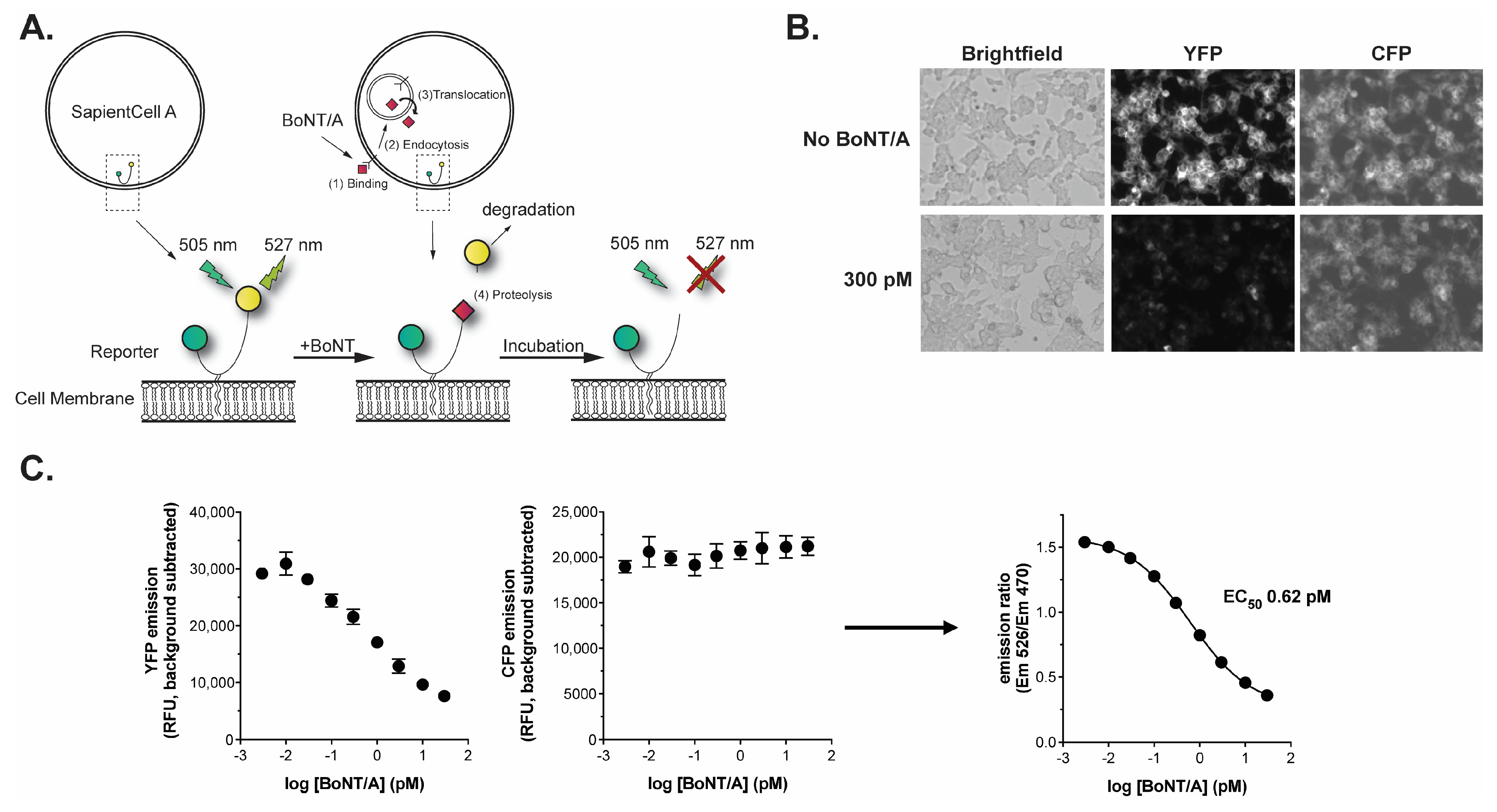 Toxins 18 00045 g001