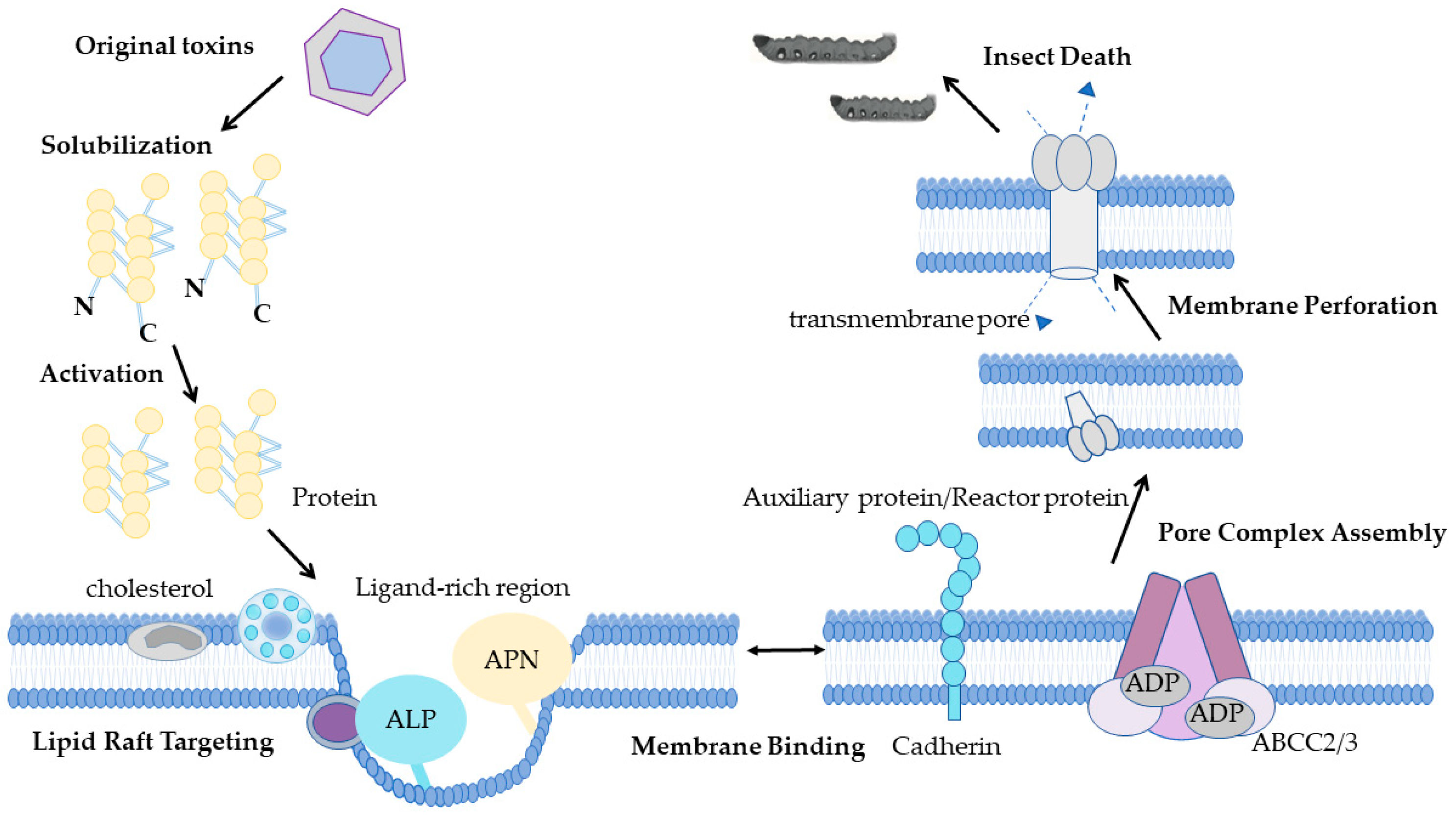 Toxins 18 00060 g001 Toxins 18 00060 g001