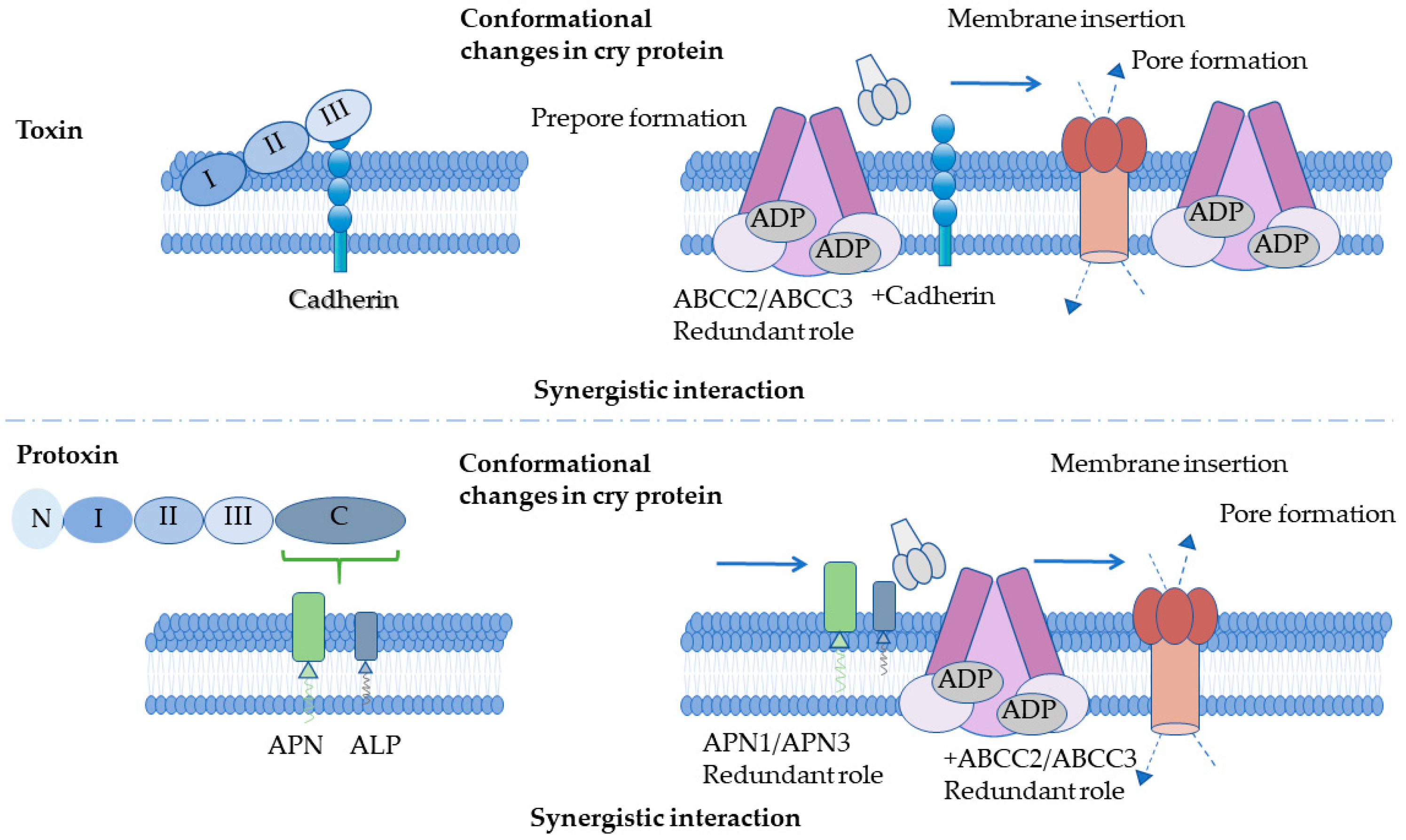 Toxins 18 00060 g004 Toxins 18 00060 g004