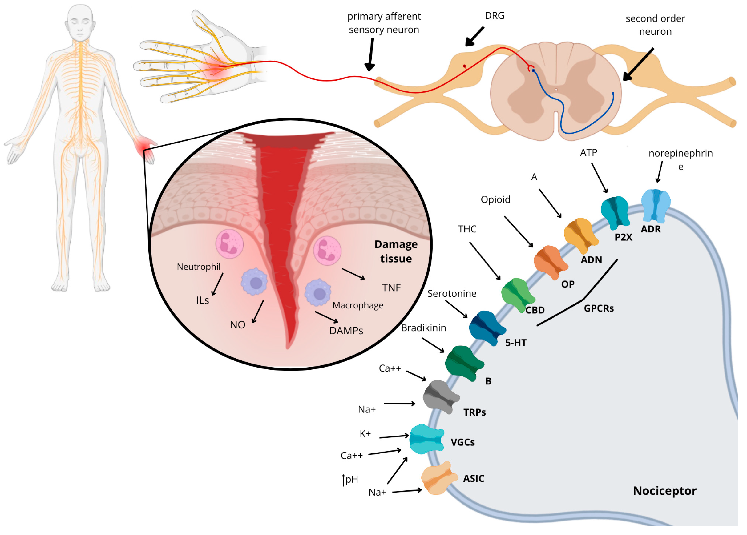Toxins 18 00069 g001 Toxins 18 00069 g001