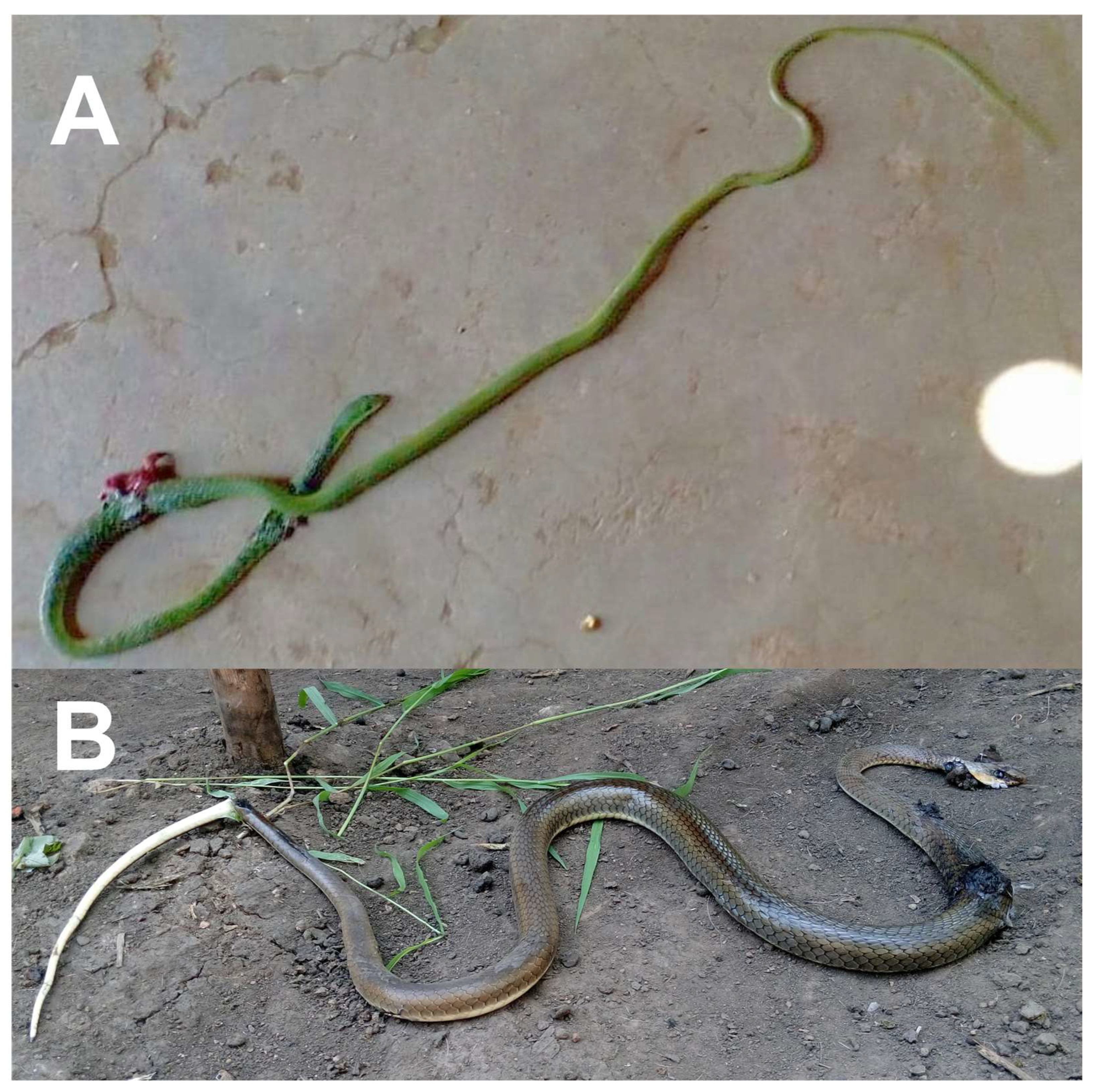 Toxins 18 00078 g004