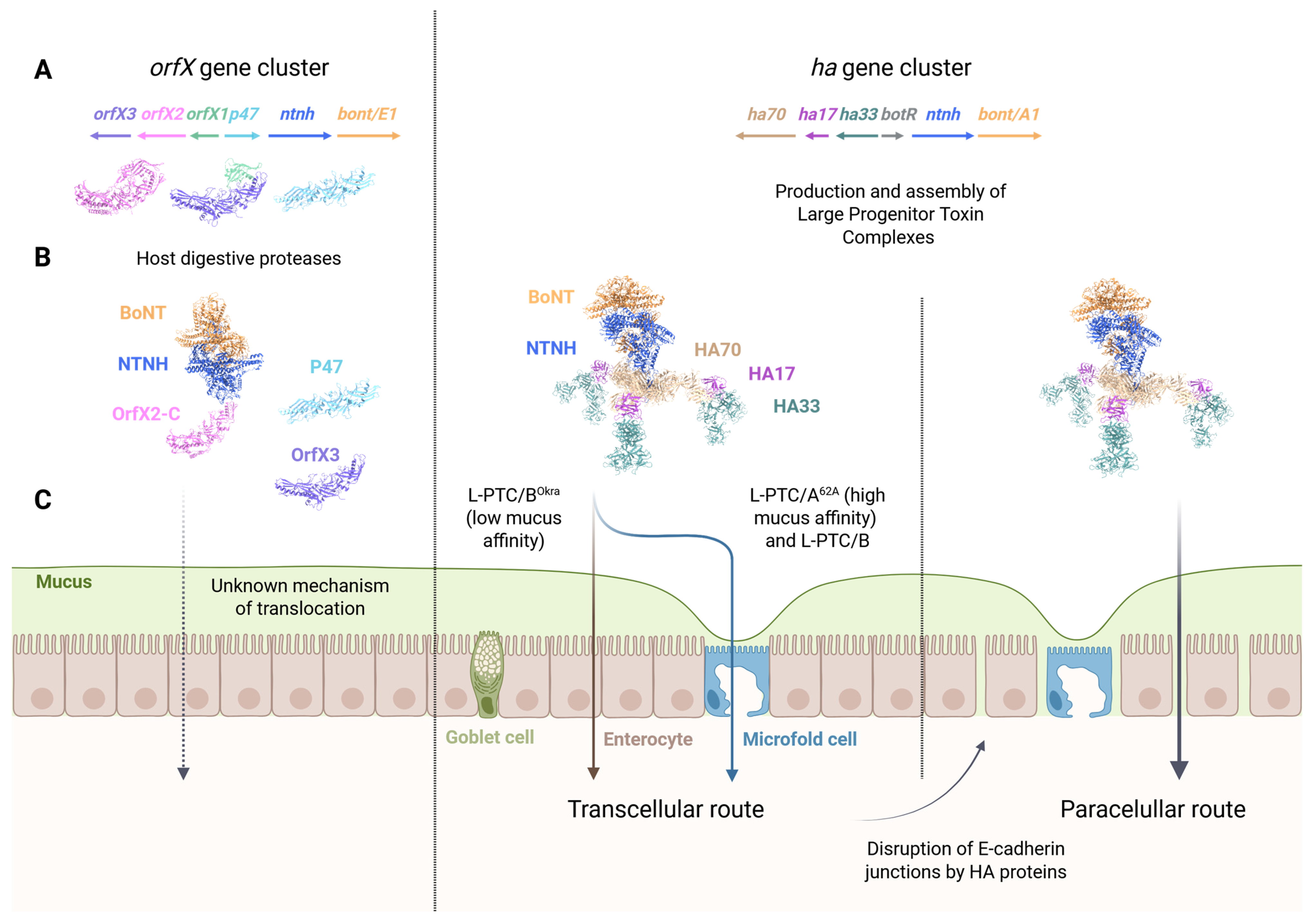 Toxins 18 00116 g002 Toxins 18 00116 g002