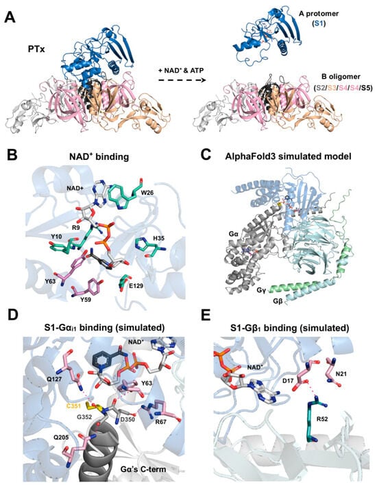 Toxins 18 00148 g002