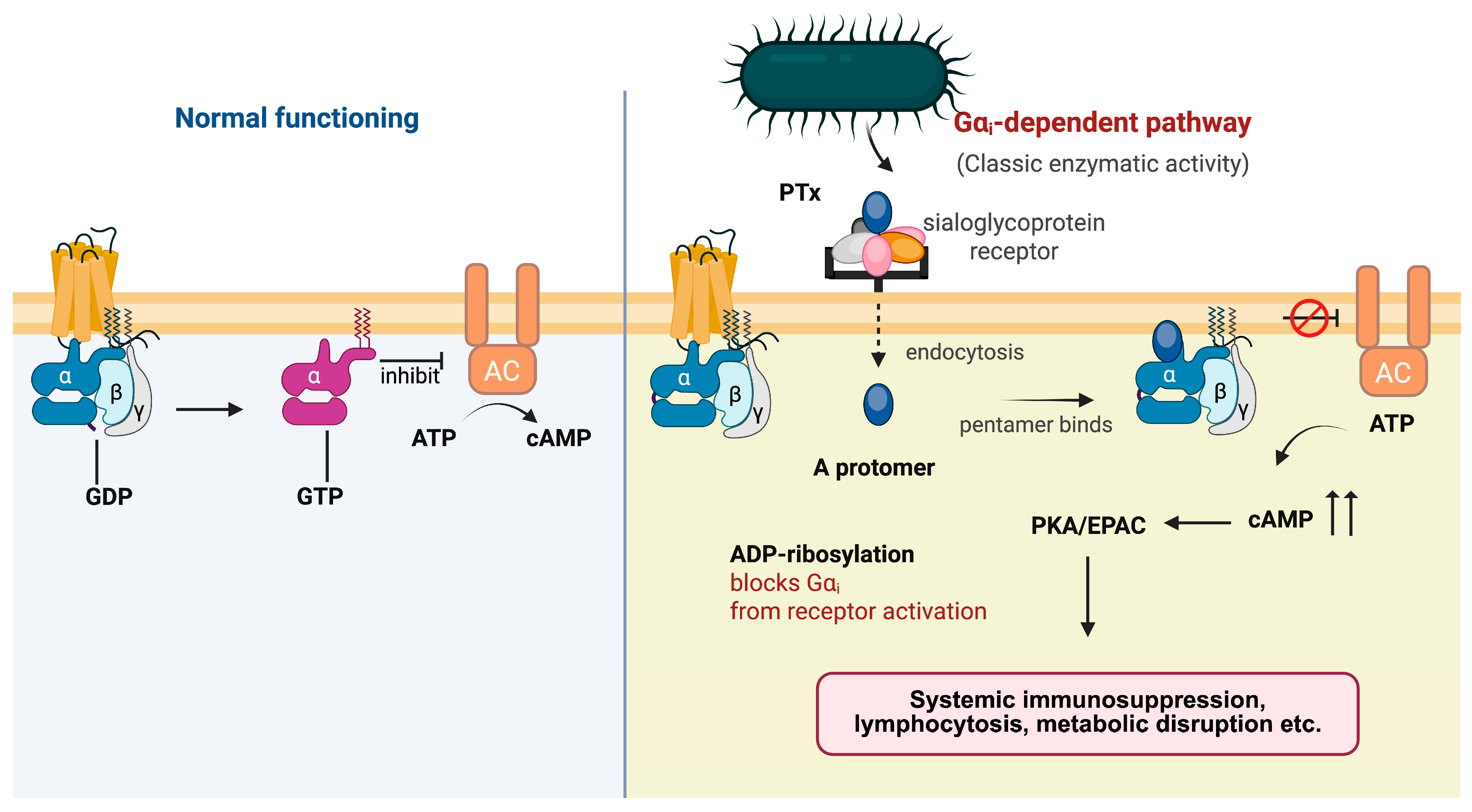 Toxins 18 00148 g003
