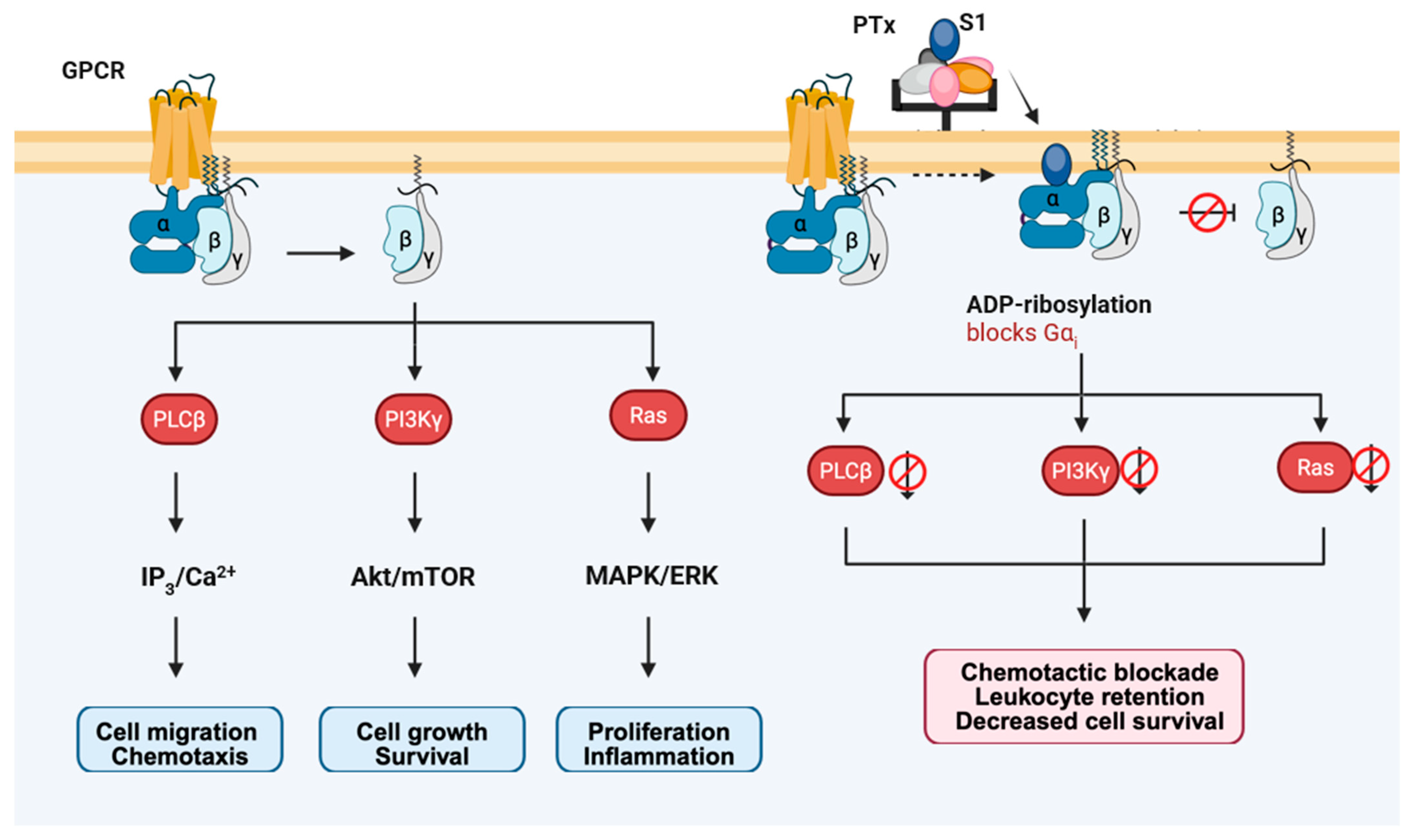Toxins 18 00148 g007