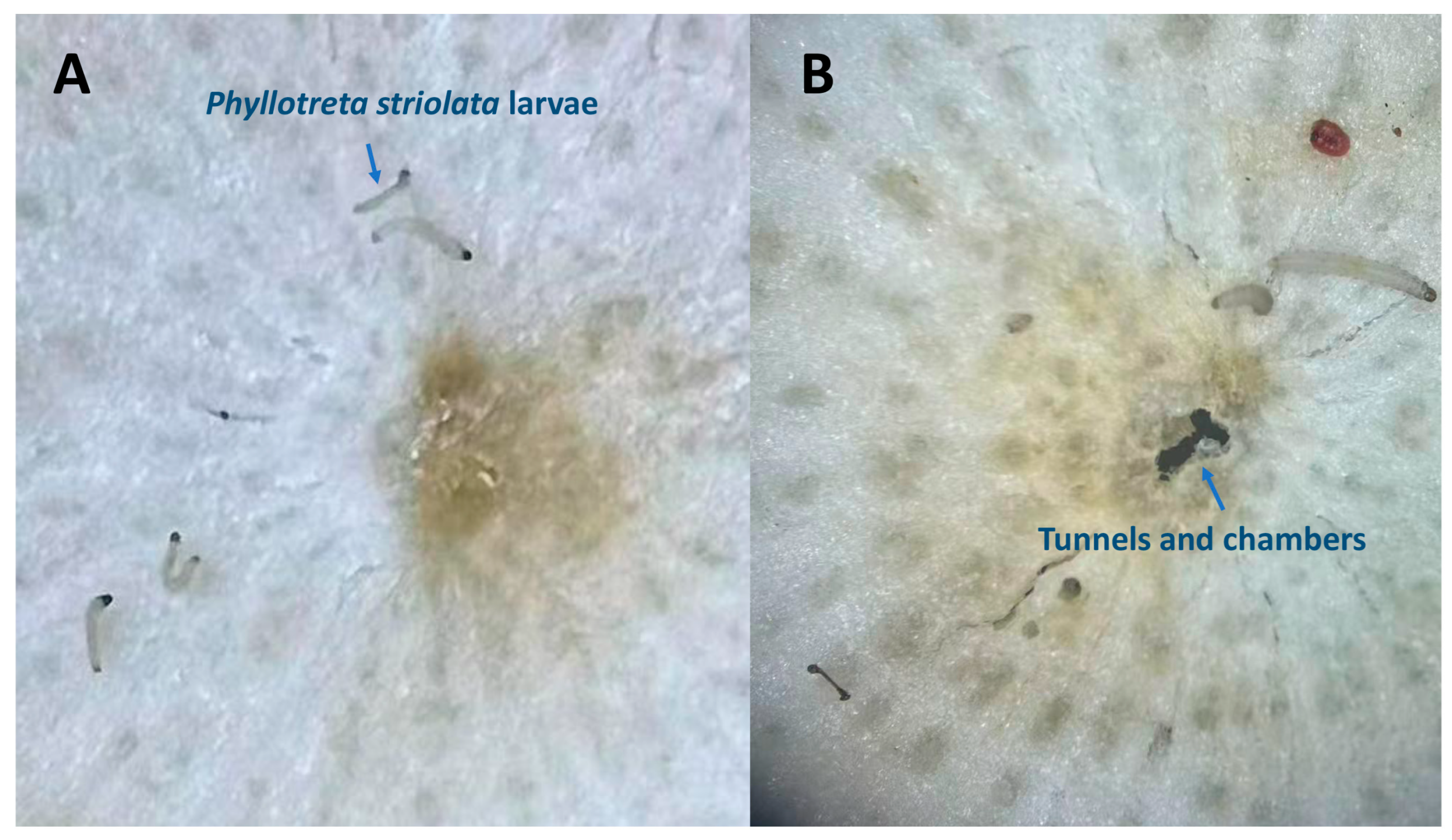 Toxins 18 00191 g003 Toxins 18 00191 g003