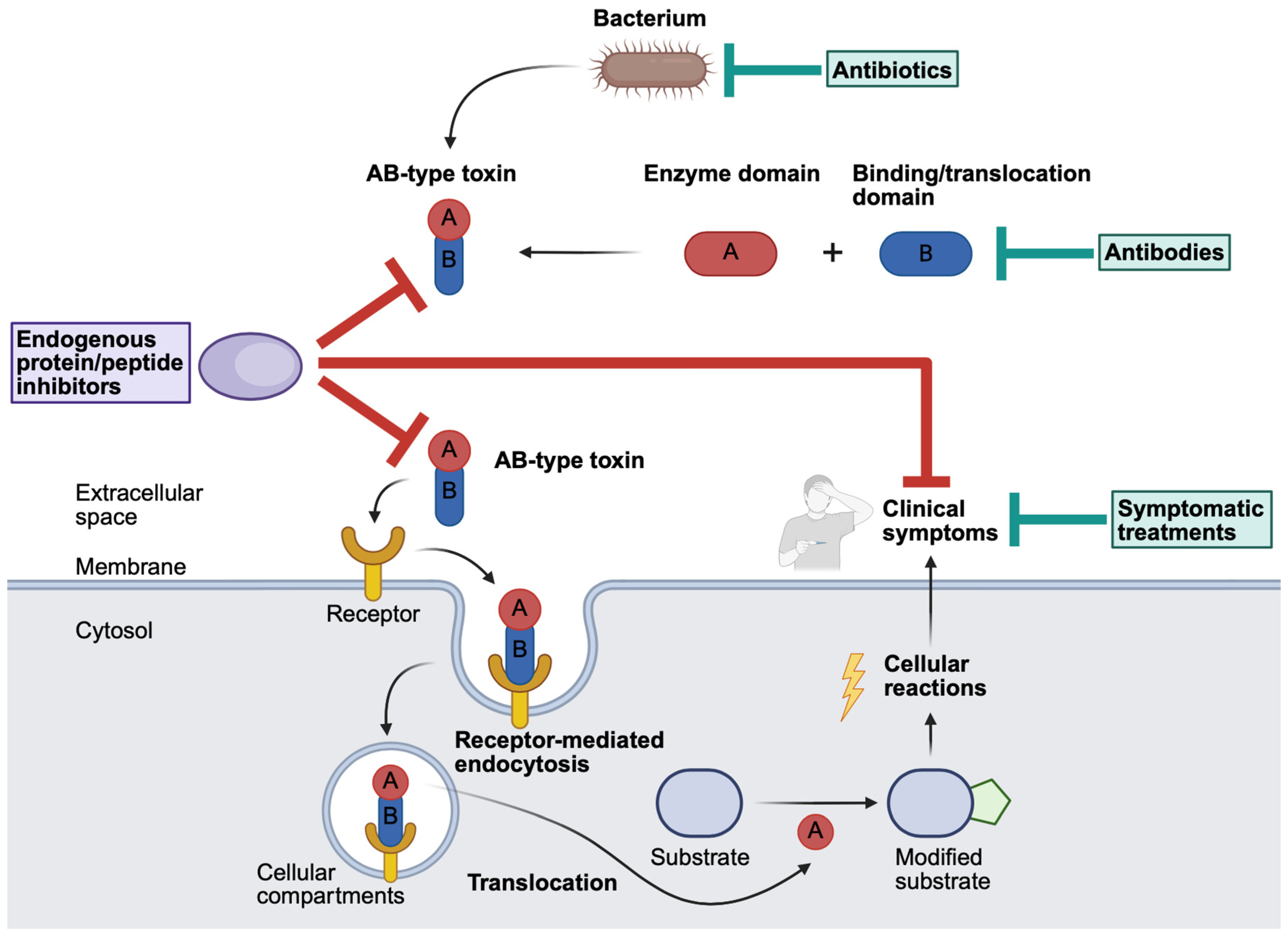 Toxins 18 00208 g001 Toxins 18 00208 g001