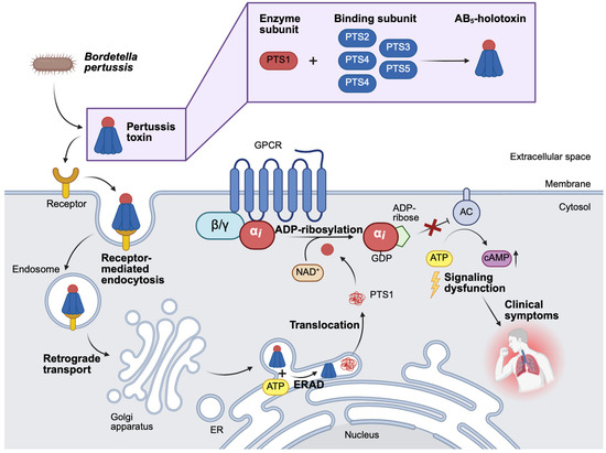 Toxins 18 00208 g002
