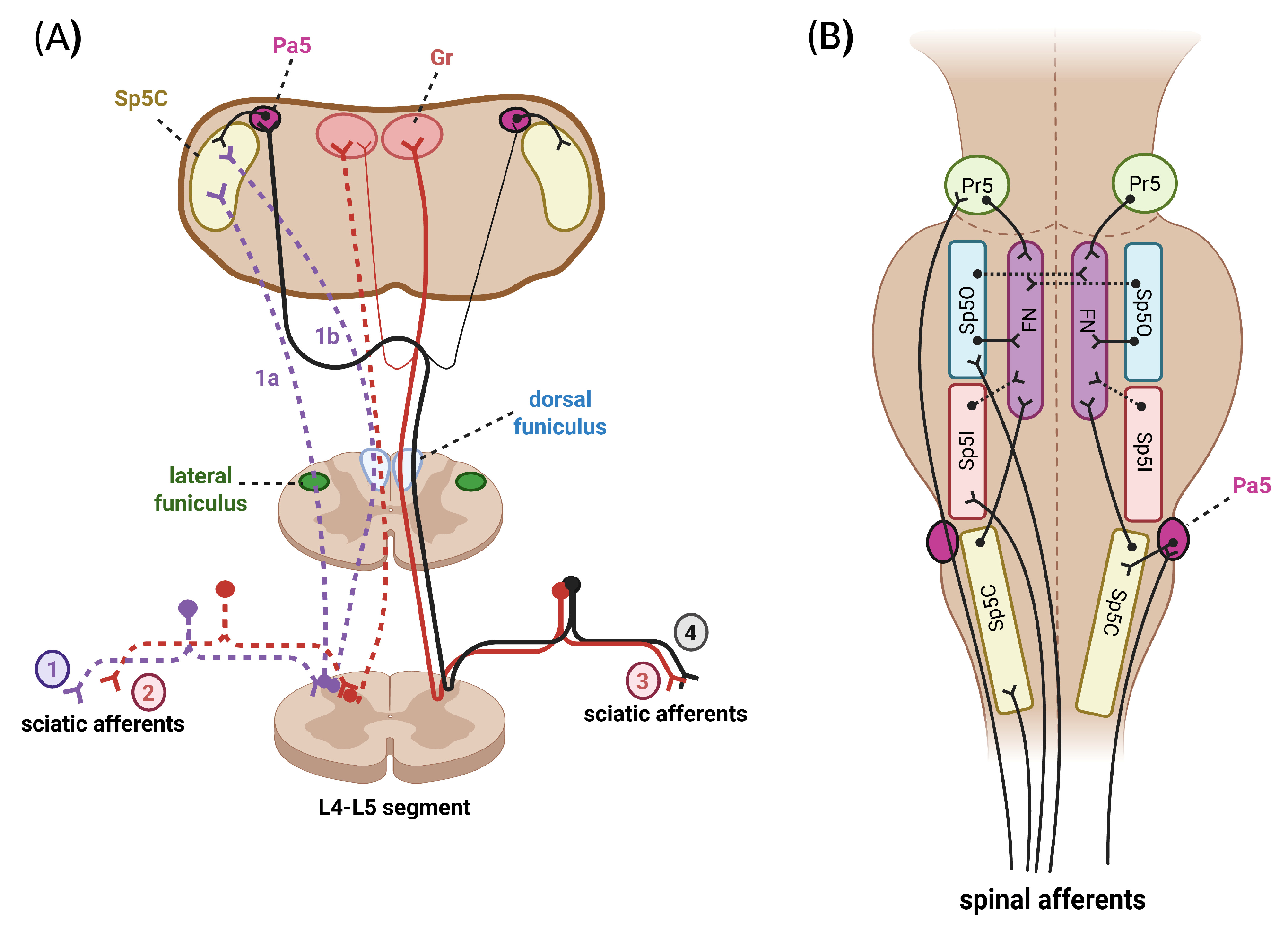 Toxins 18 00261 g002 Toxins 18 00261 g002