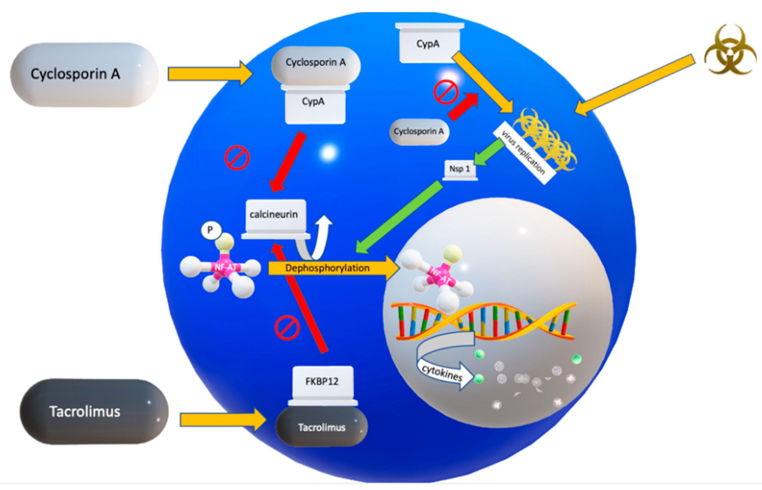 Transplantology 01 00007 g001