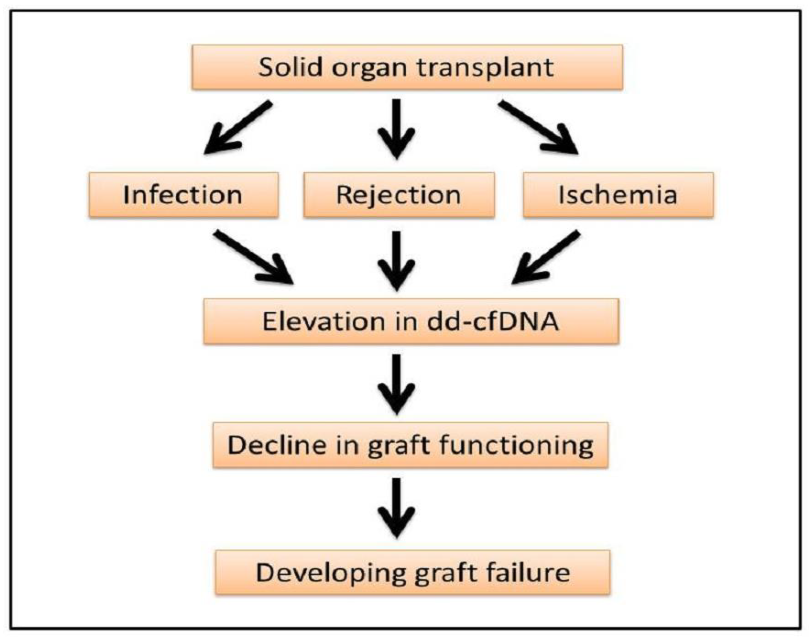 Transplantology 02 00034 g003