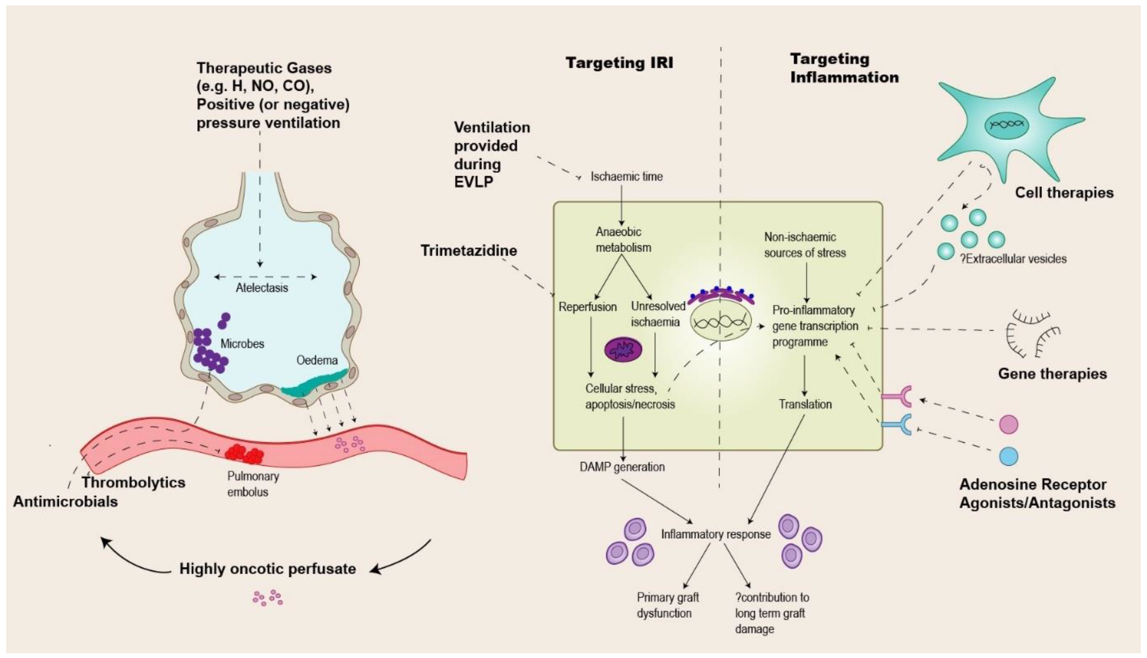Transplantology 02 00037 g002